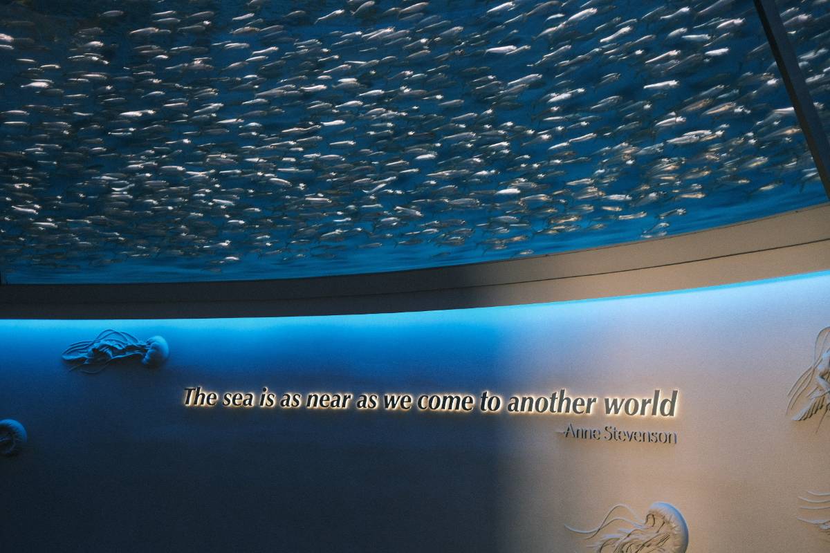 🐠 Dive into the Wonders of Monterey Bay Aquarium! 🌊