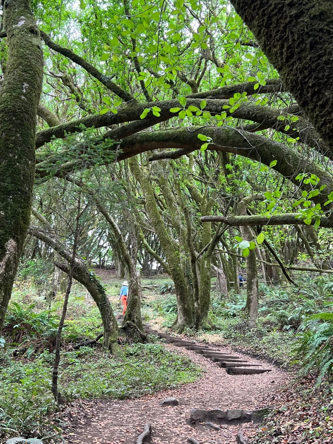 Bay Area Weekend | Hiking Adventure: Muir Woods National Redwood Forest