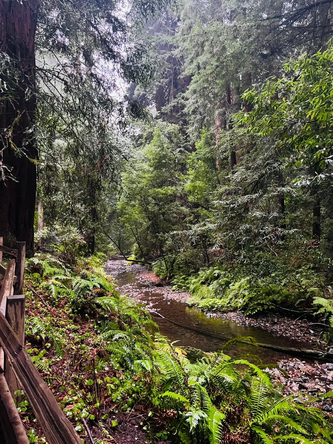 Bay Area Weekend | Hiking Adventure: Muir Woods National Redwood Forest