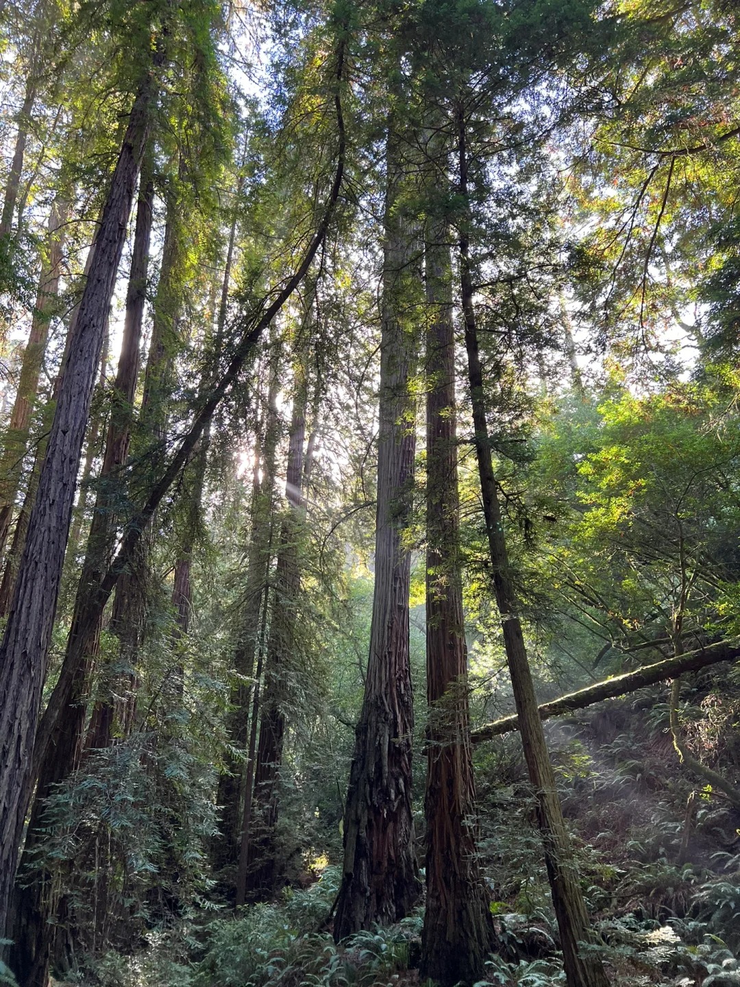 Bay Area Weekend | Hiking Adventure: Muir Woods National Redwood Forest