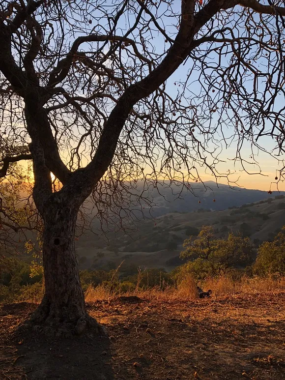 Unveiling the Hidden Charms: A Journey into Tranquility at Sunol Regional Wilderness