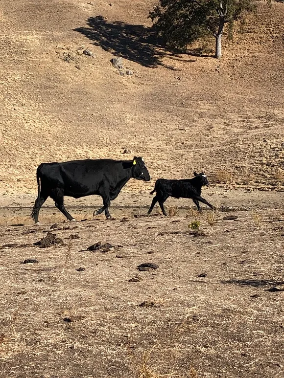 Unveiling the Hidden Charms: A Journey into Tranquility at Sunol Regional Wilderness