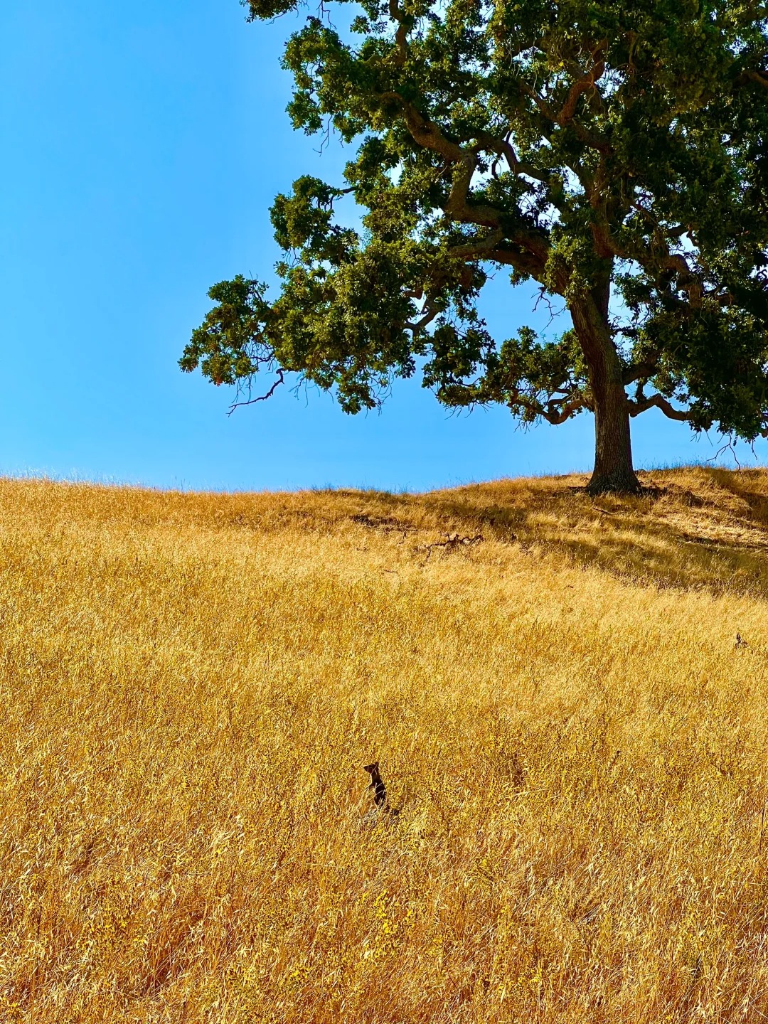 Unveiling the Hidden Charms: A Journey into Tranquility at Sunol Regional Wilderness