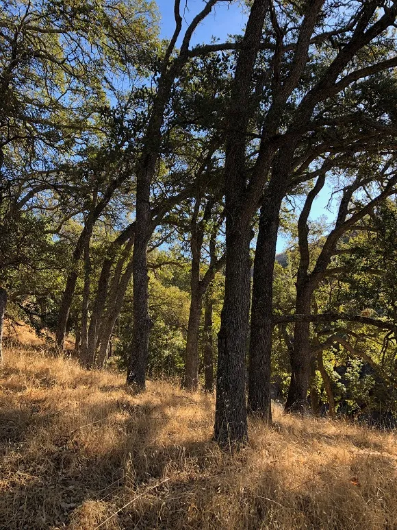 Unveiling the Hidden Charms: A Journey into Tranquility at Sunol Regional Wilderness
