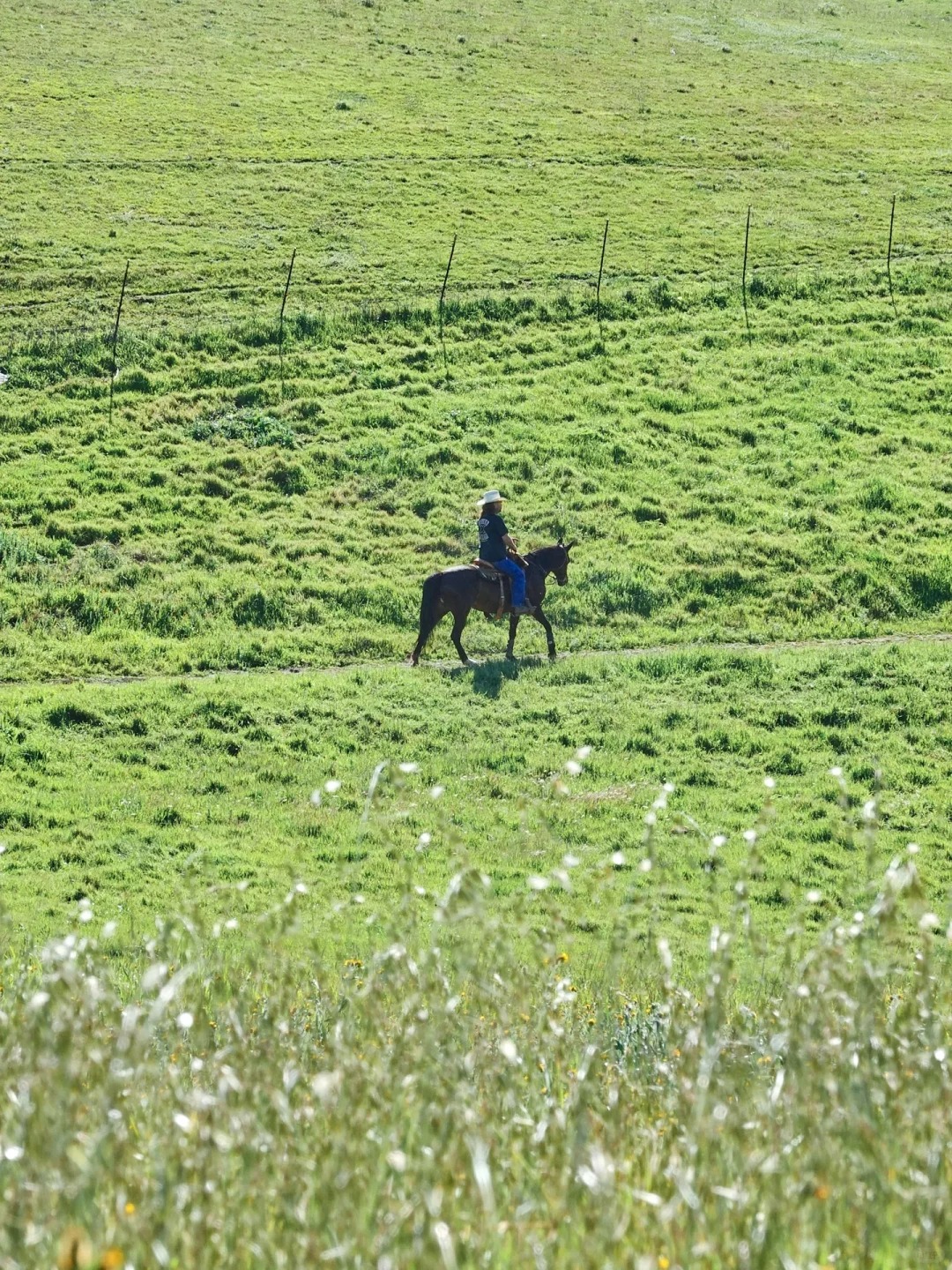 Bay Area Hiking🏇 - A Hidden Gem Park Perfect for Spring Horseback Riding and Greenery Strolls