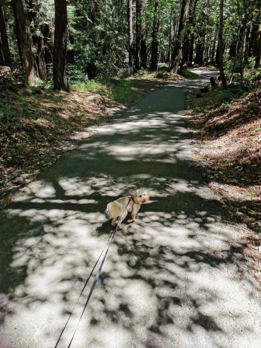 4 great off-leash hiking spots for dogs in the Bay Area