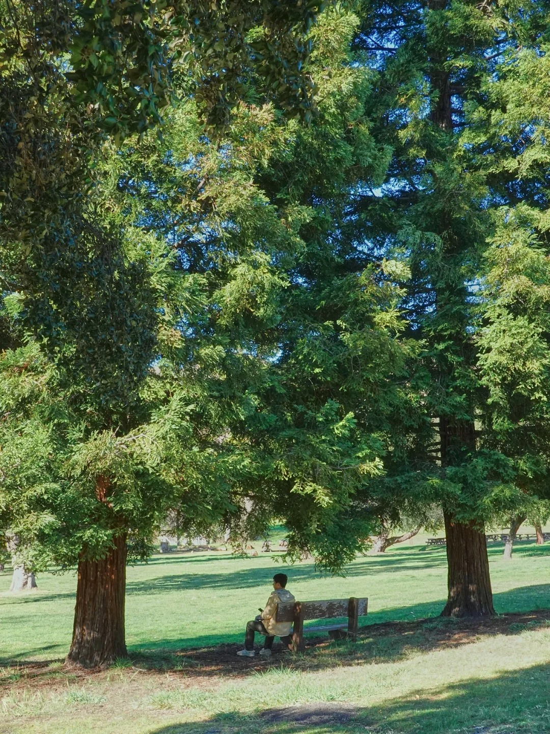 Bay Area Hiking🏇 - A Hidden Gem Park Perfect for Spring Horseback Riding and Greenery Strolls