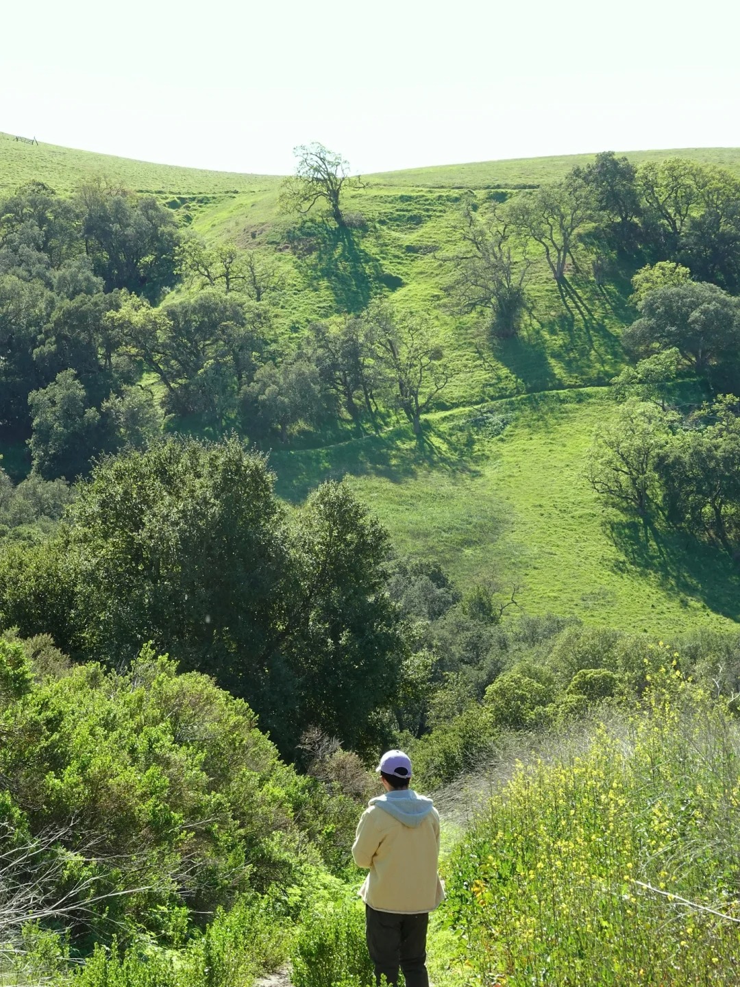 Bay Area Hiking🏇 - A Hidden Gem Park Perfect for Spring Horseback Riding and Greenery Strolls