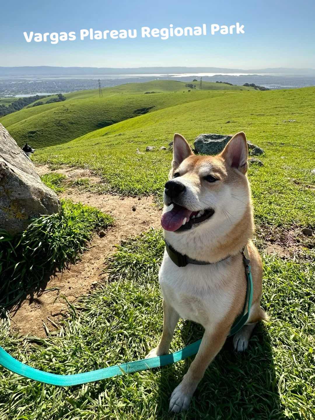 4 great off-leash hiking spots for dogs in the Bay Area