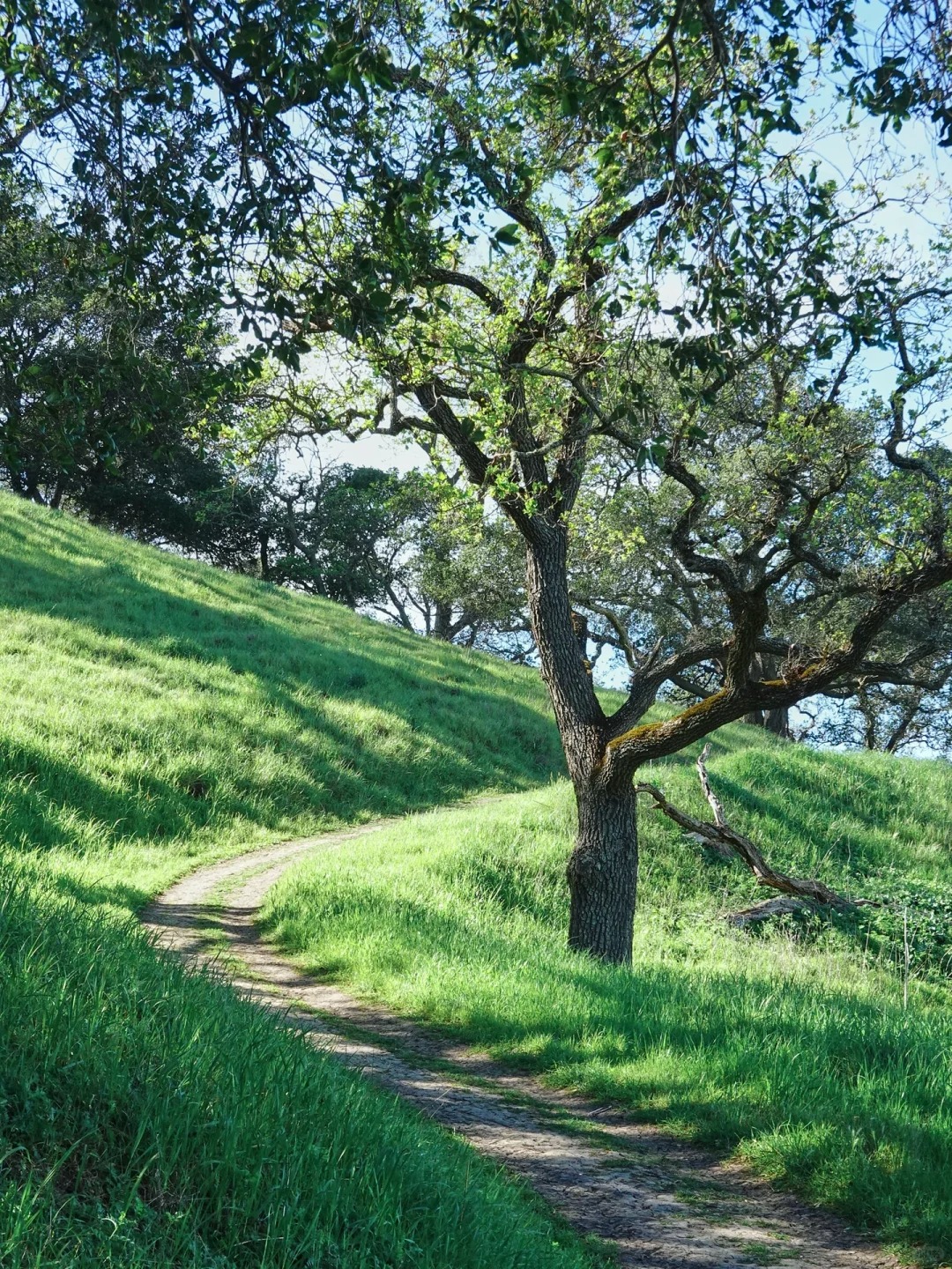 Bay Area Hiking🏇 - A Hidden Gem Park Perfect for Spring Horseback Riding and Greenery Strolls