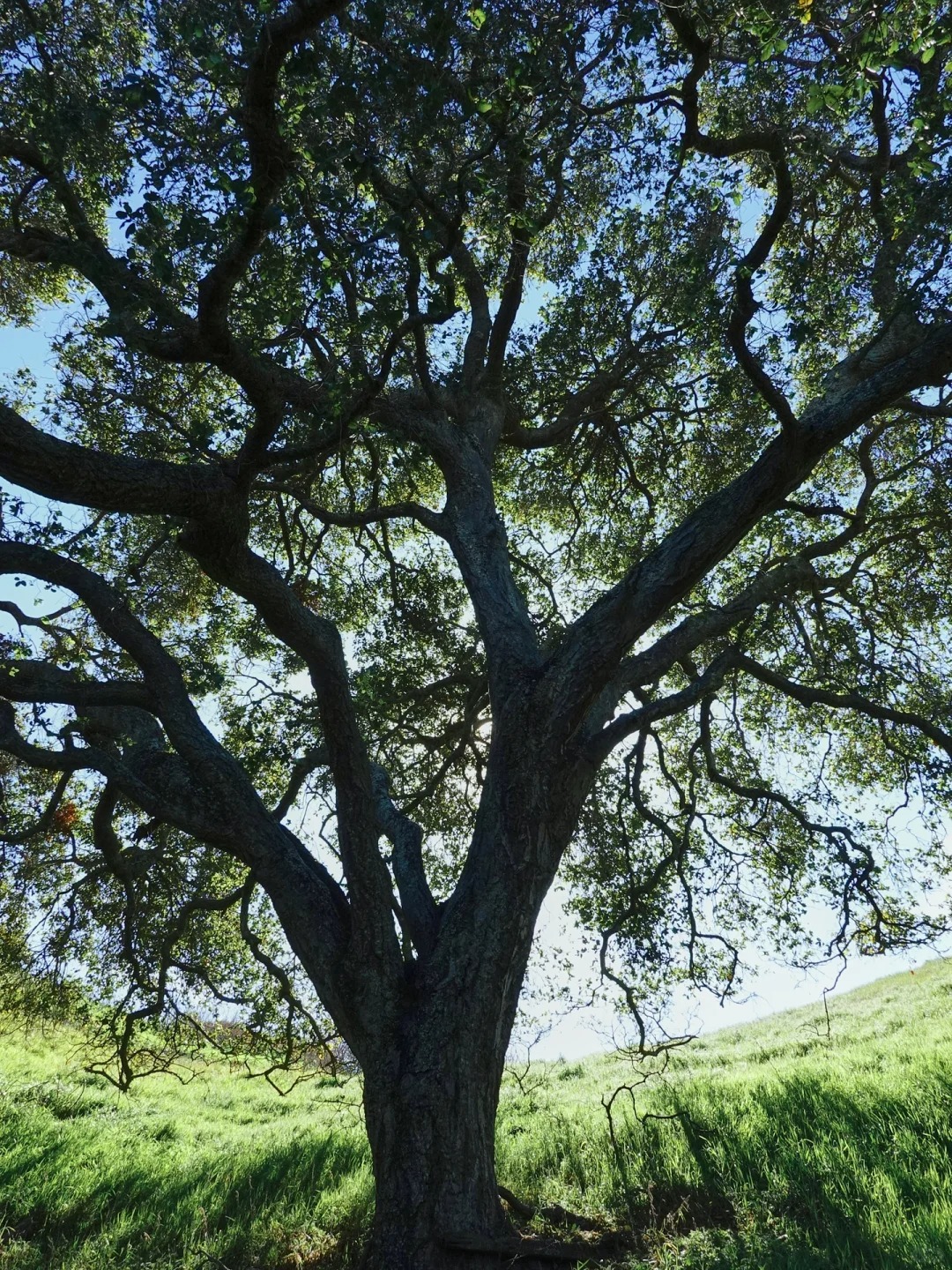 Bay Area Hiking🏇 - A Hidden Gem Park Perfect for Spring Horseback Riding and Greenery Strolls