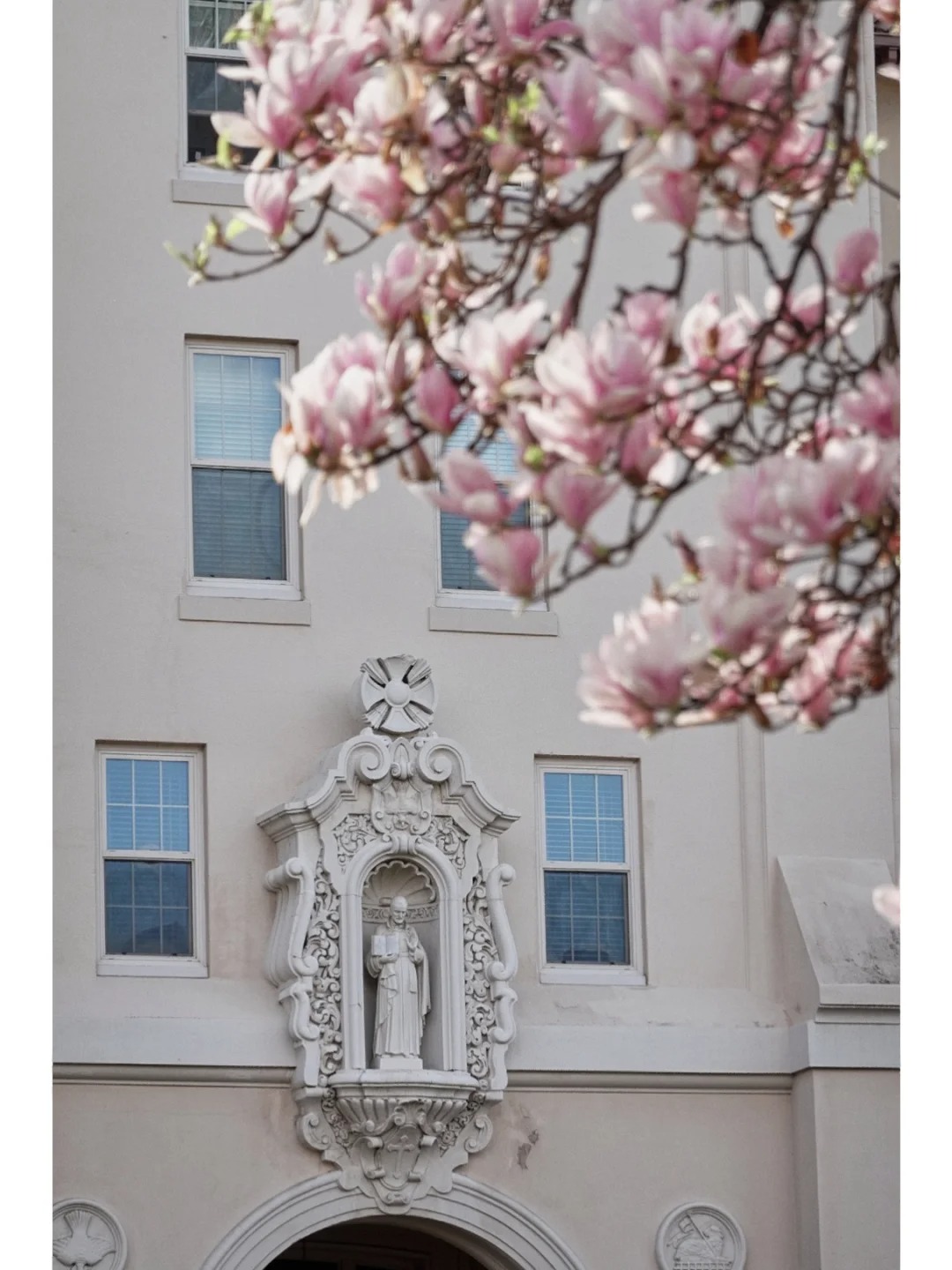 Bay Area Blossoms | No Need to Visit Filoli, Magnolias Here Are Equally Gorgeous！