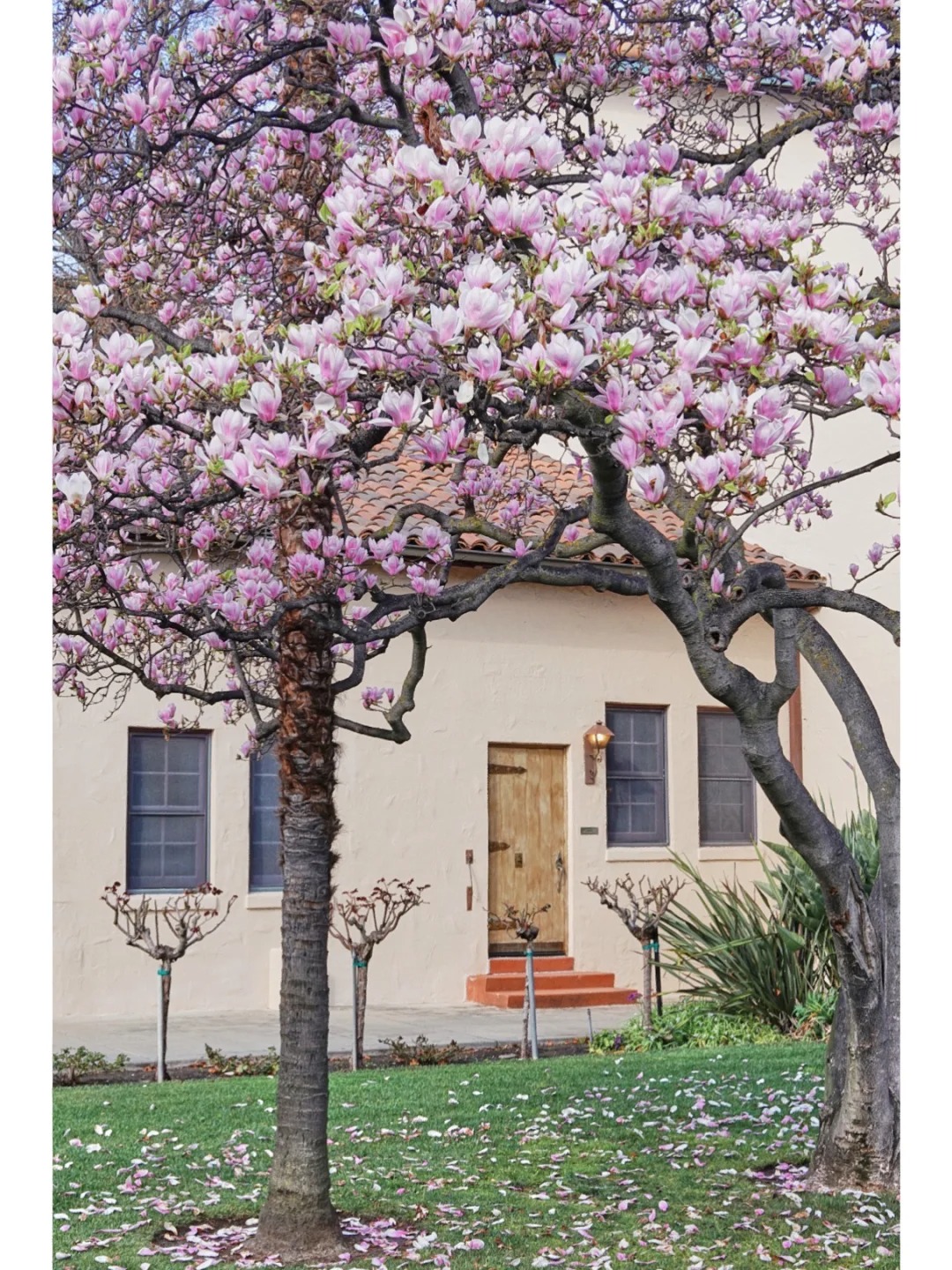 Bay Area Blossoms | No Need to Visit Filoli, Magnolias Here Are Equally Gorgeous！