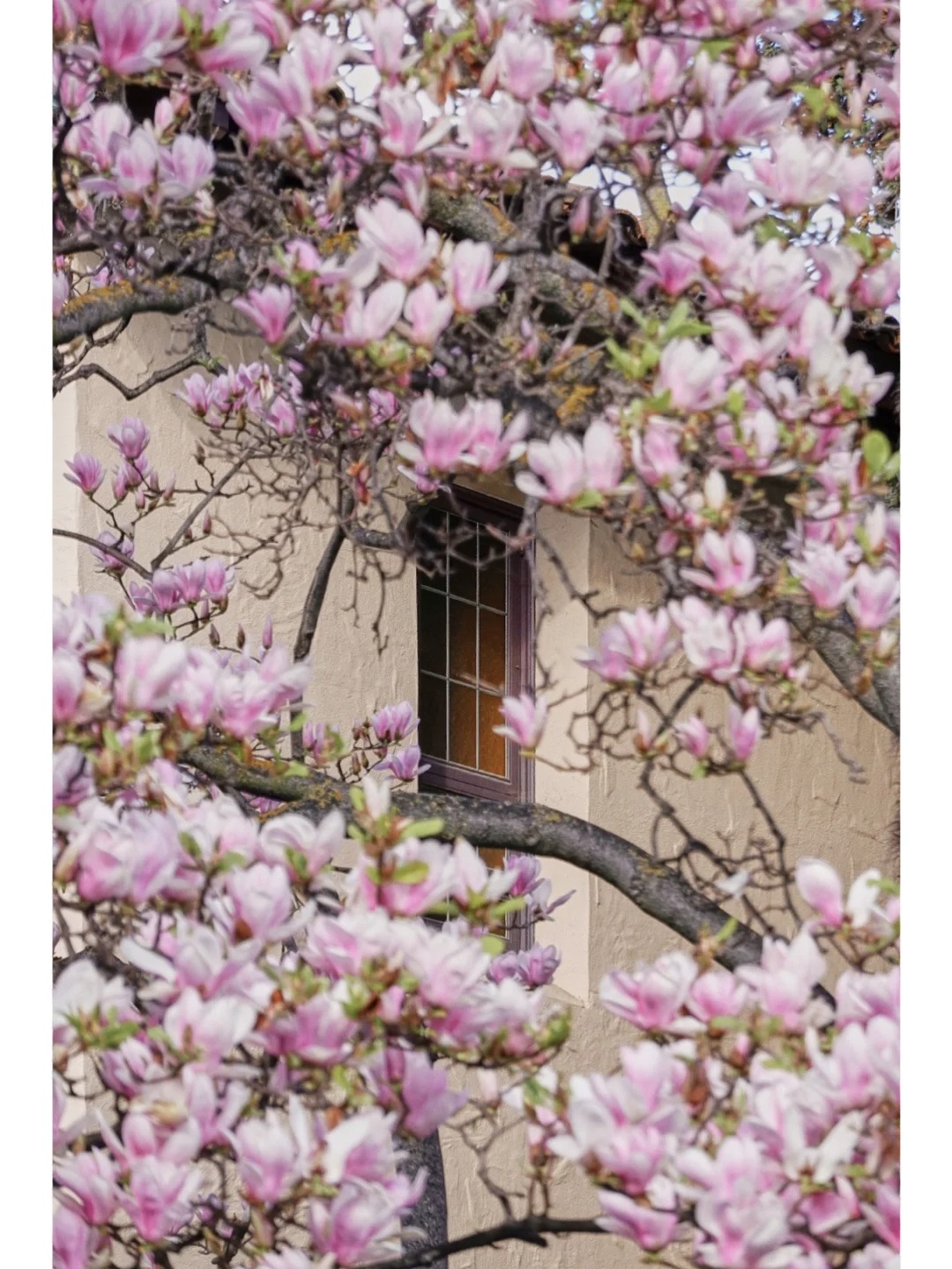 Bay Area Blossoms | No Need to Visit Filoli, Magnolias Here Are Equally Gorgeous！