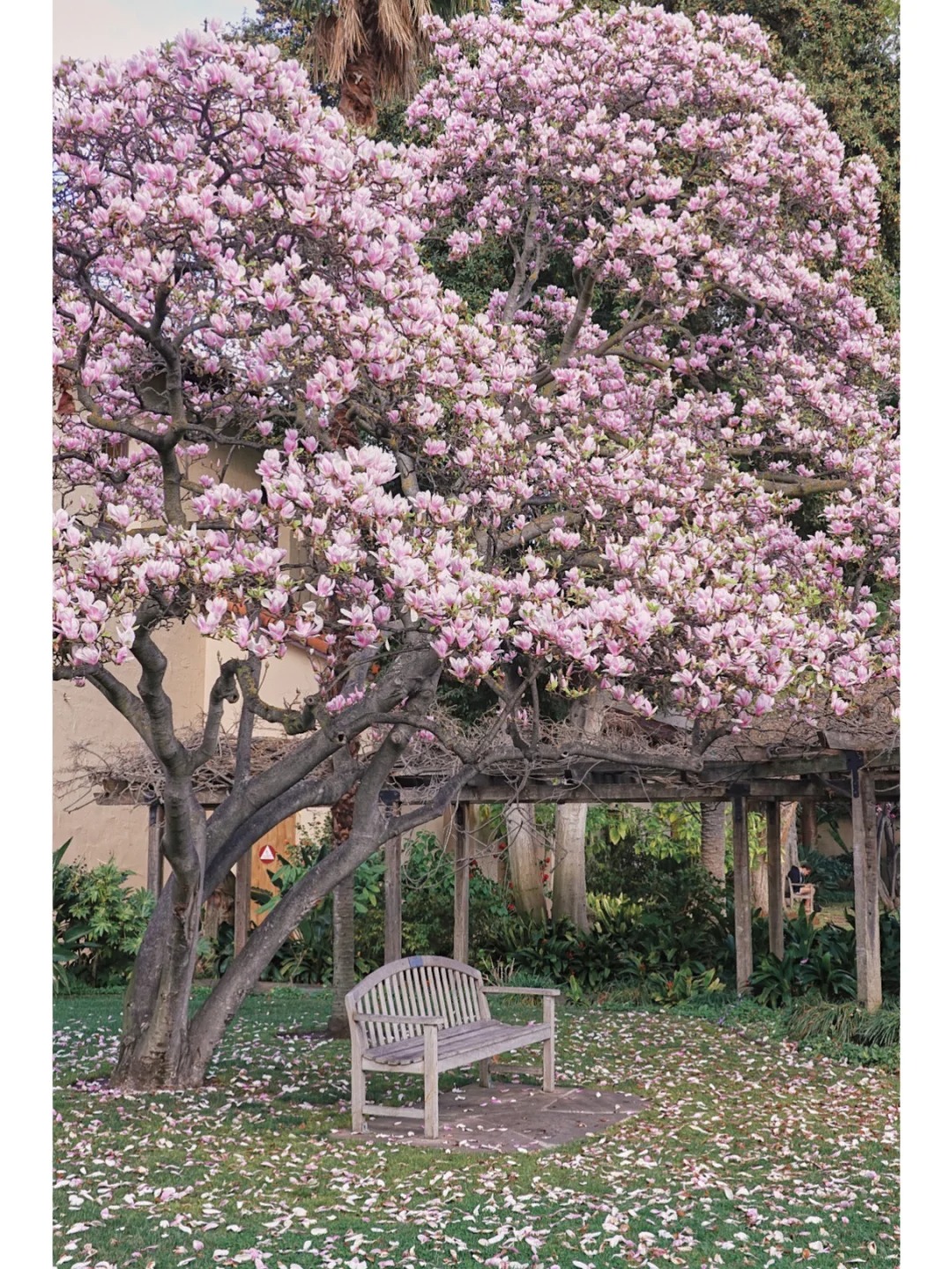 Bay Area Blossoms | No Need to Visit Filoli, Magnolias Here Are Equally Gorgeous！