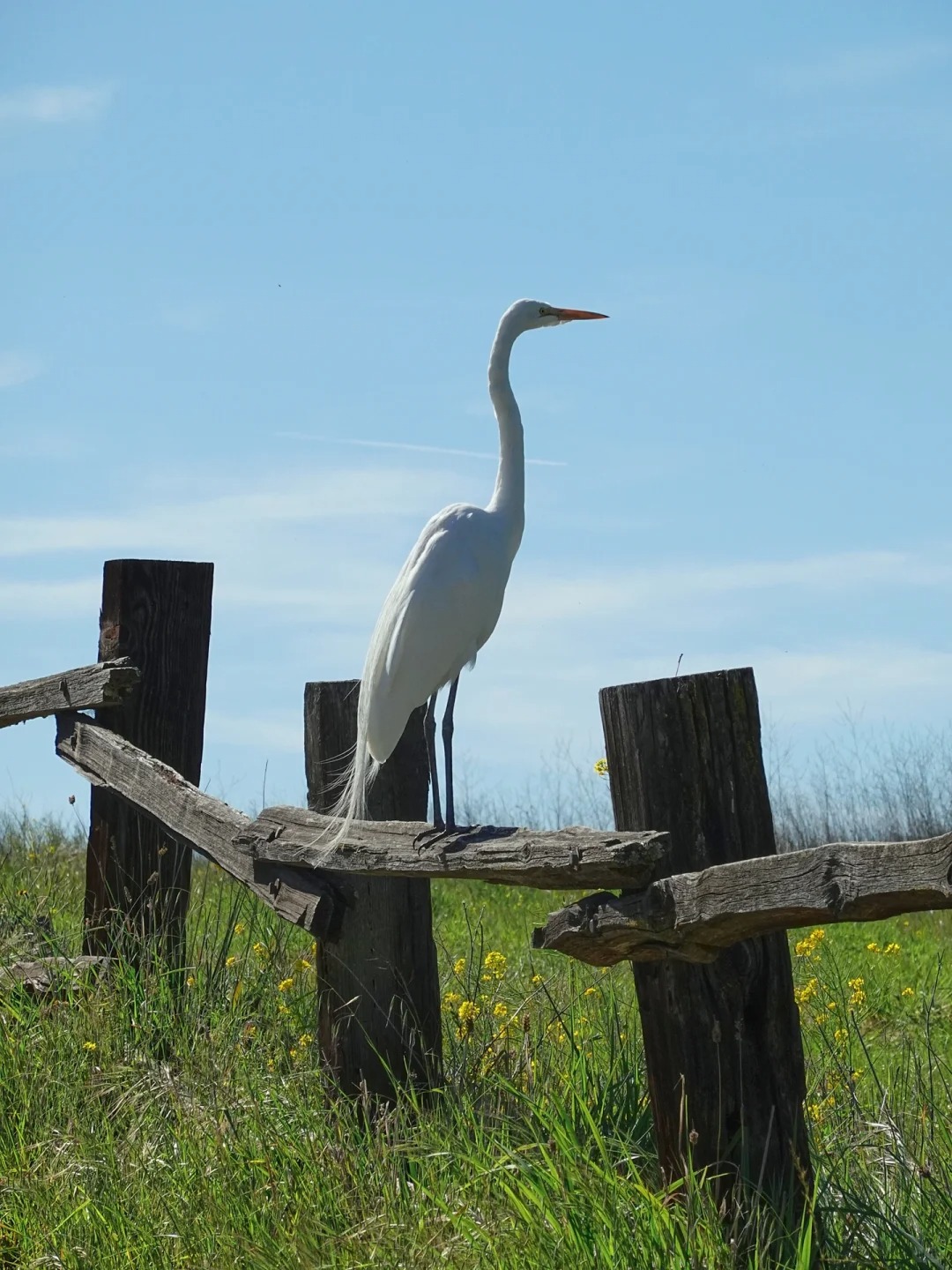 Bay Area Hiking🏇 - A Hidden Gem Park Perfect for Spring Horseback Riding and Greenery Strolls