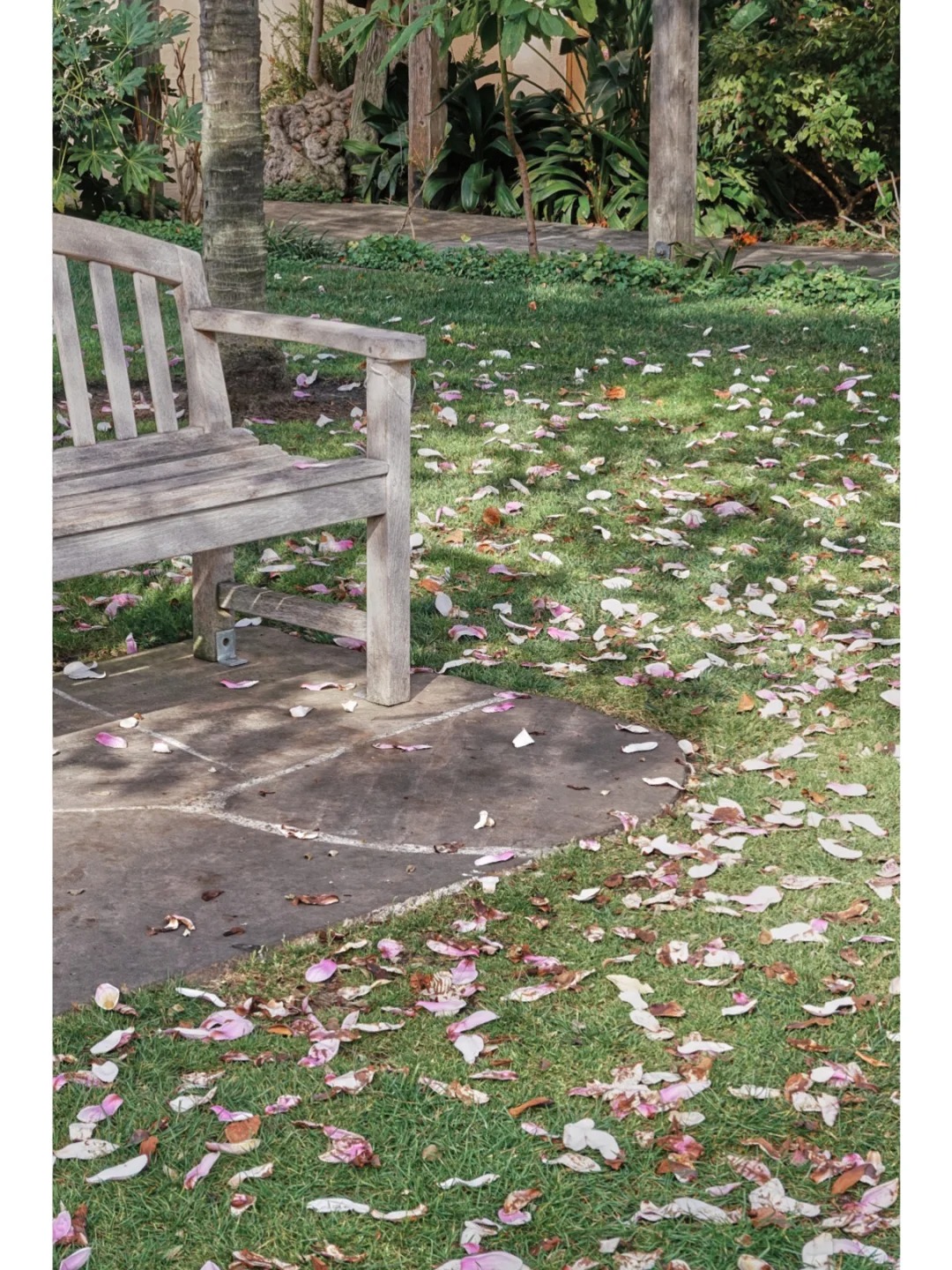 Bay Area Blossoms | No Need to Visit Filoli, Magnolias Here Are Equally Gorgeous！