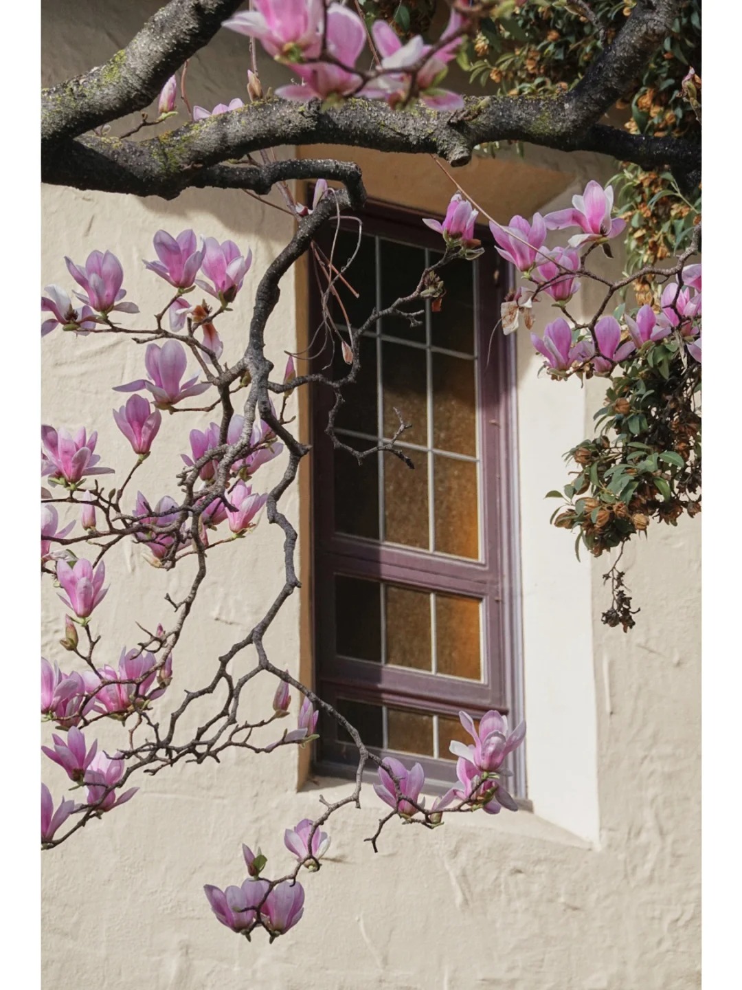 Bay Area Blossoms | No Need to Visit Filoli, Magnolias Here Are Equally Gorgeous！