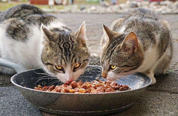 Raw Chicken Liver and Heart Homemade Cat Food Recipe 🍗