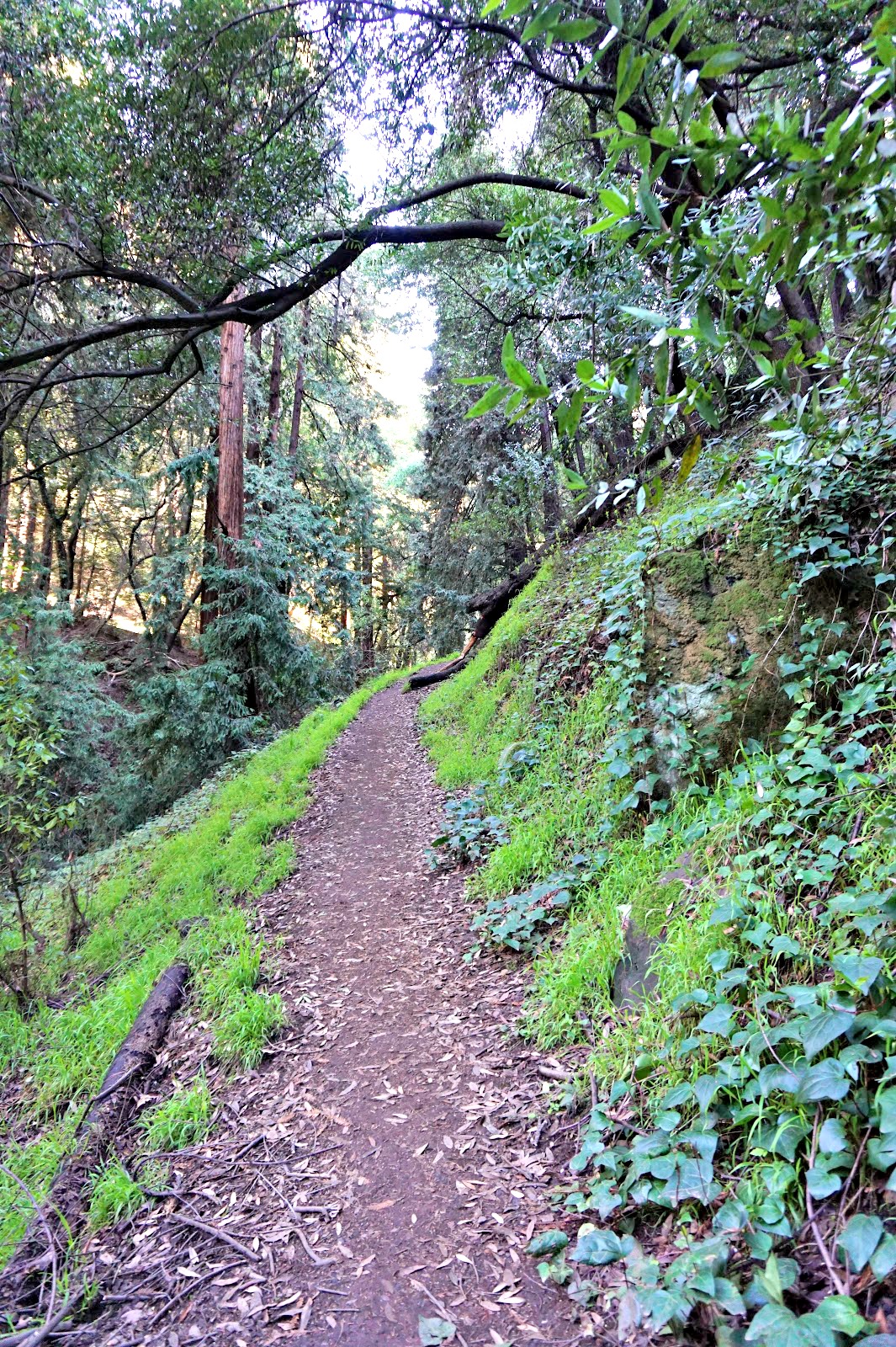 York Trail at Leona Heights Park: Immerse Myself in It