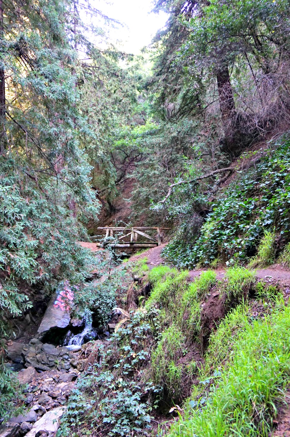 York Trail at Leona Heights Park: Immerse Myself in It