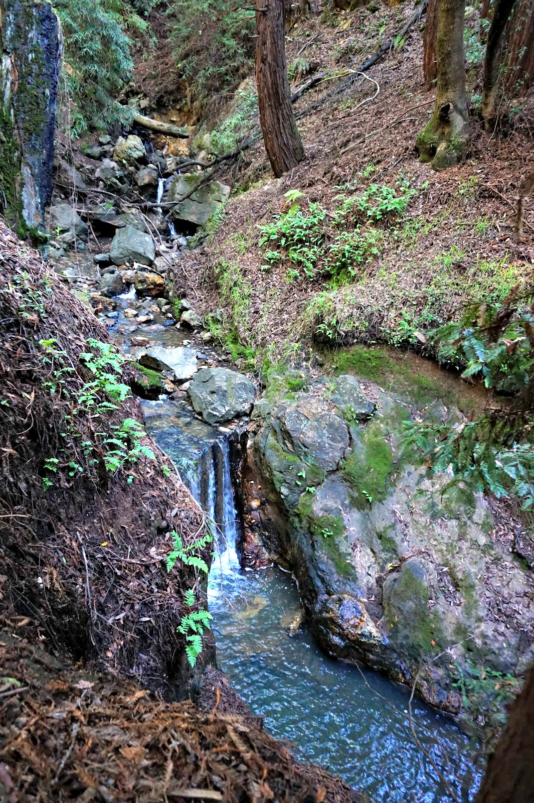 York Trail at Leona Heights Park: Immerse Myself in It