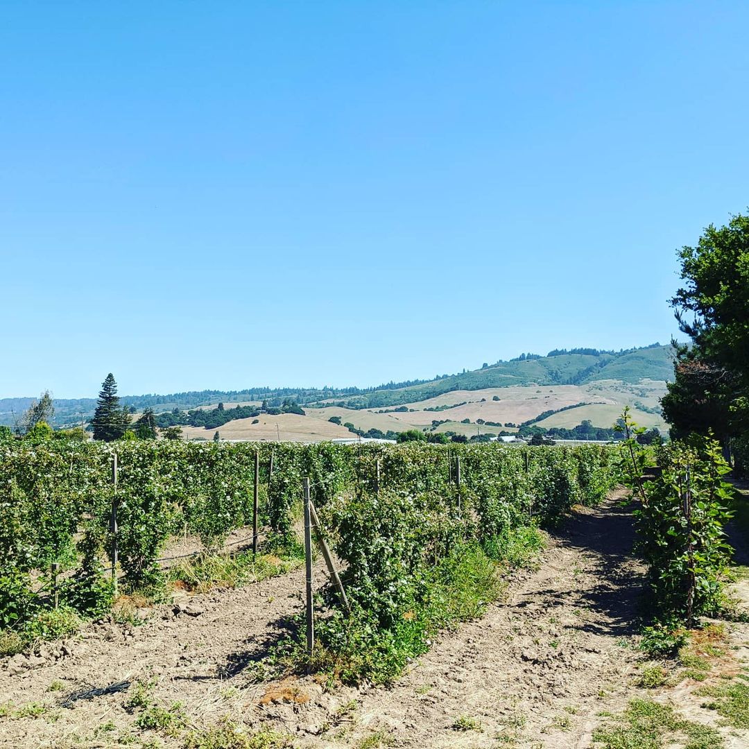 Apple Picking Extravaganza at Gizdich Ranch