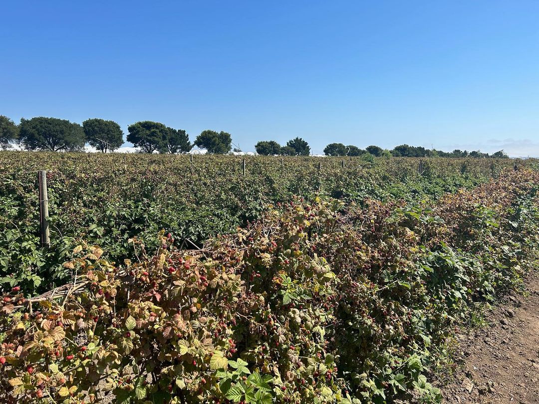 Apple Picking Extravaganza at Gizdich Ranch