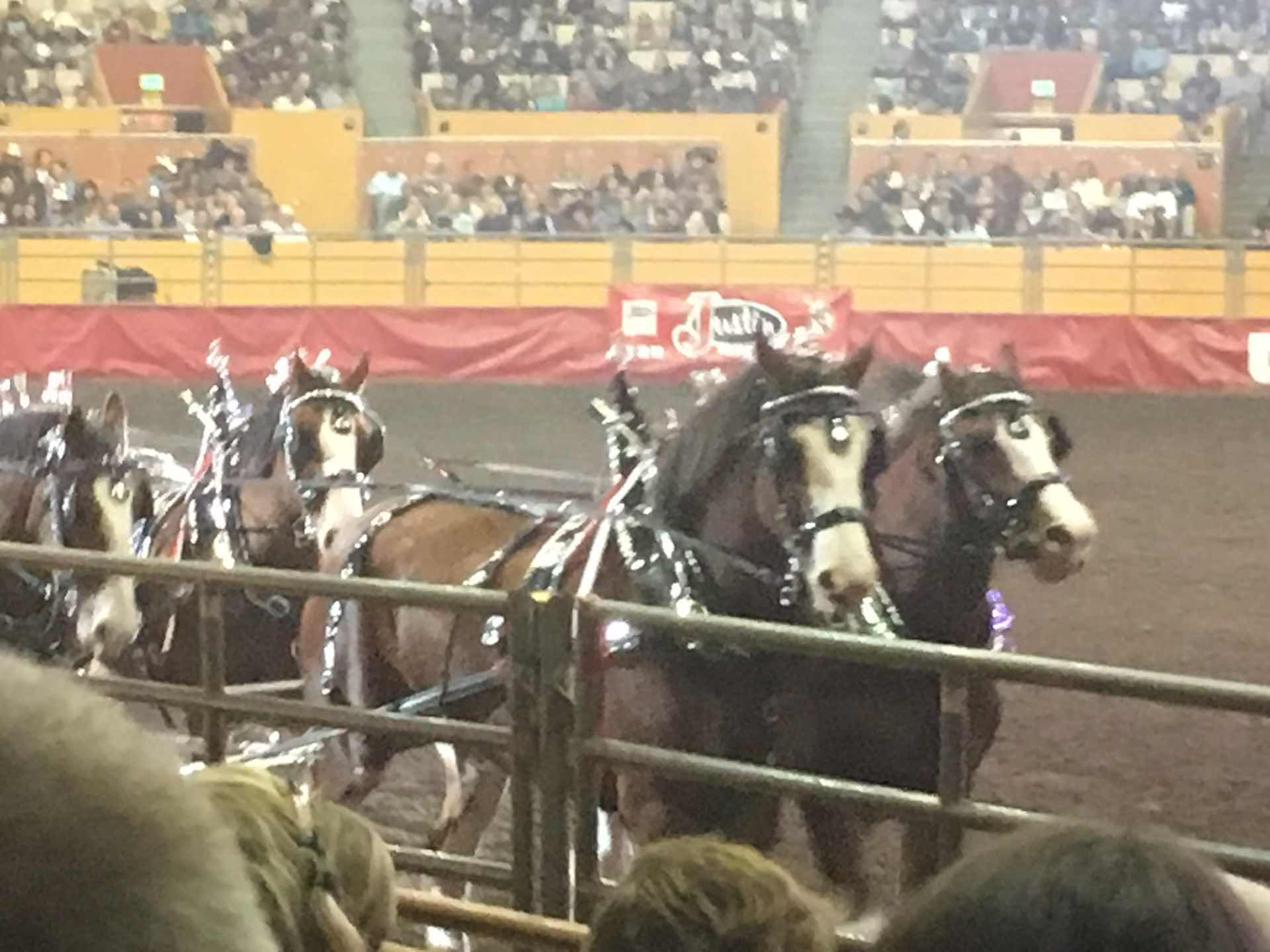 Rodeo and Hempcon 