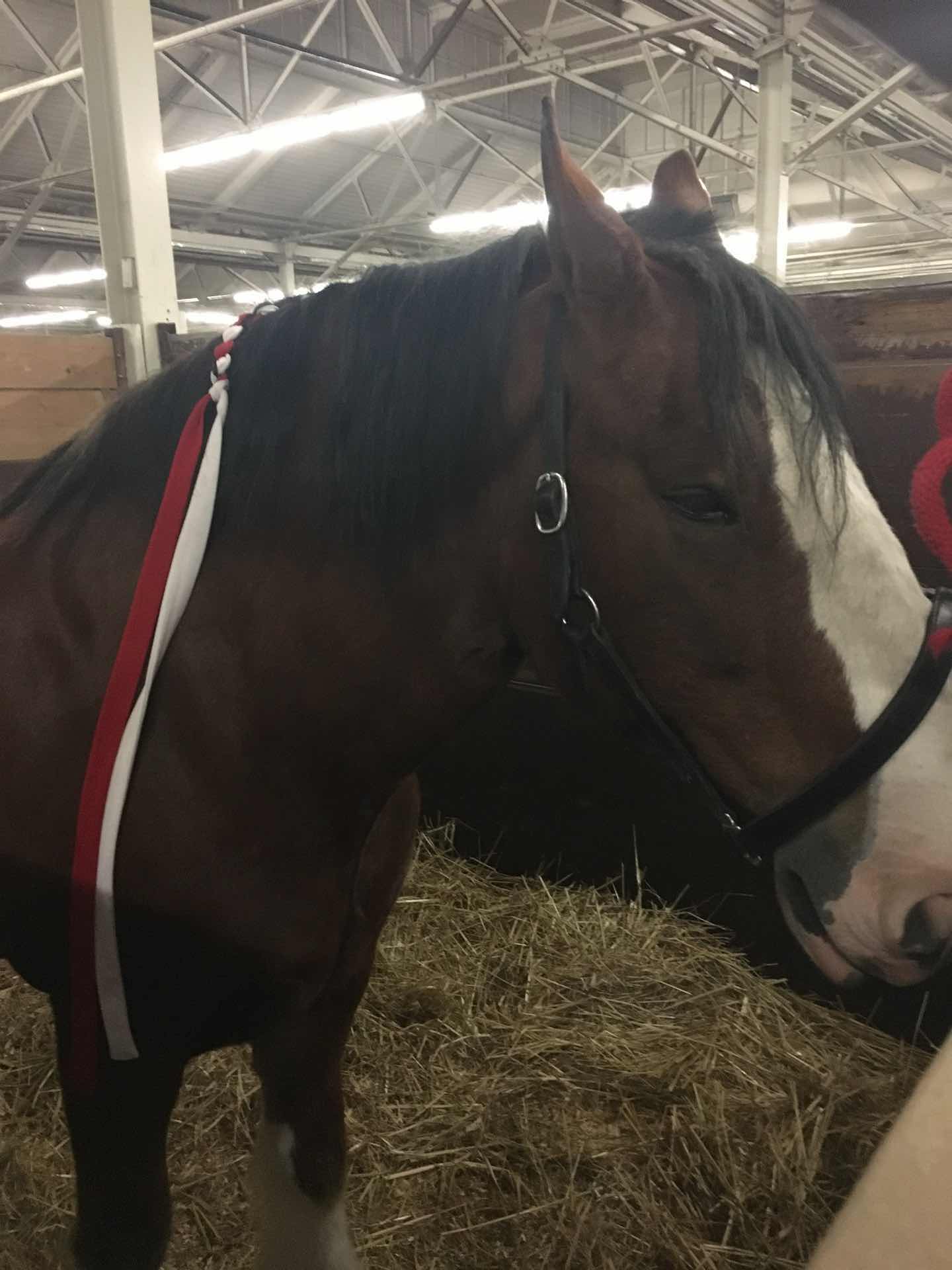 Rodeo and Hempcon 
