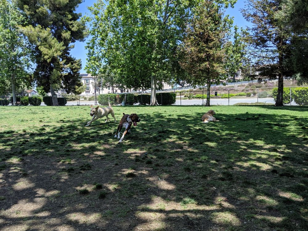 Larry J Marsalli Dog Park in Santa Clara