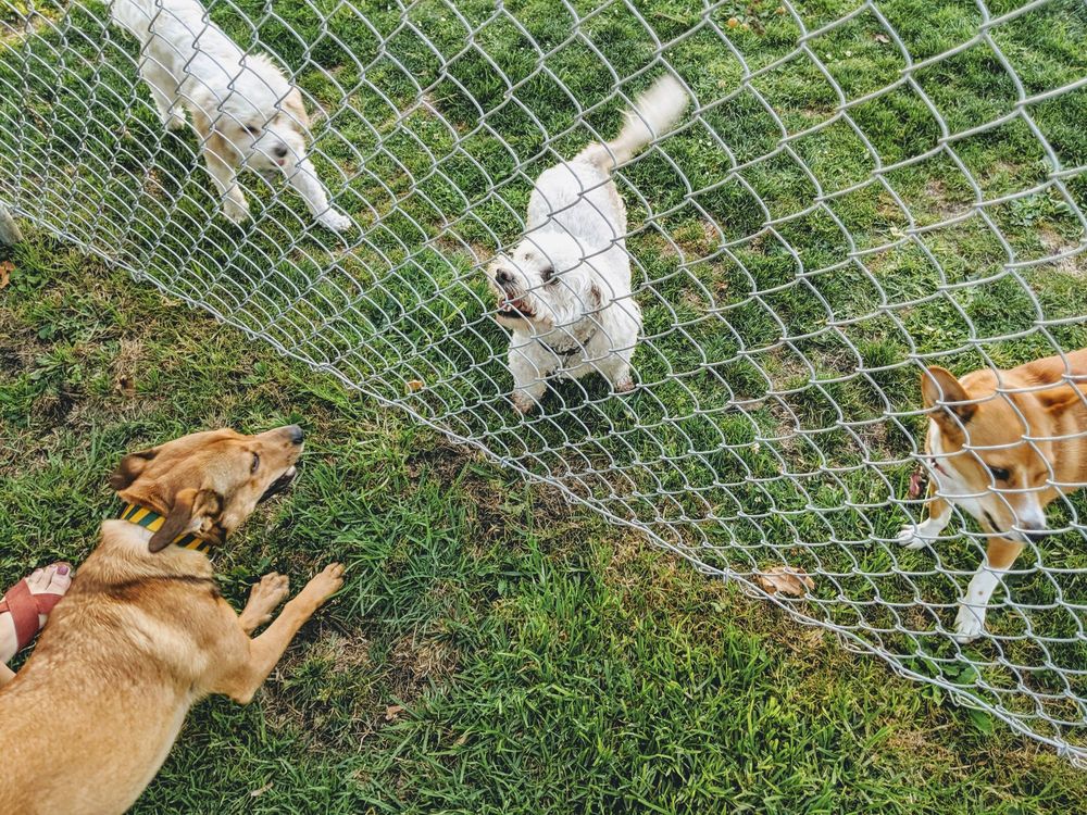 Larry J Marsalli Dog Park in Santa Clara