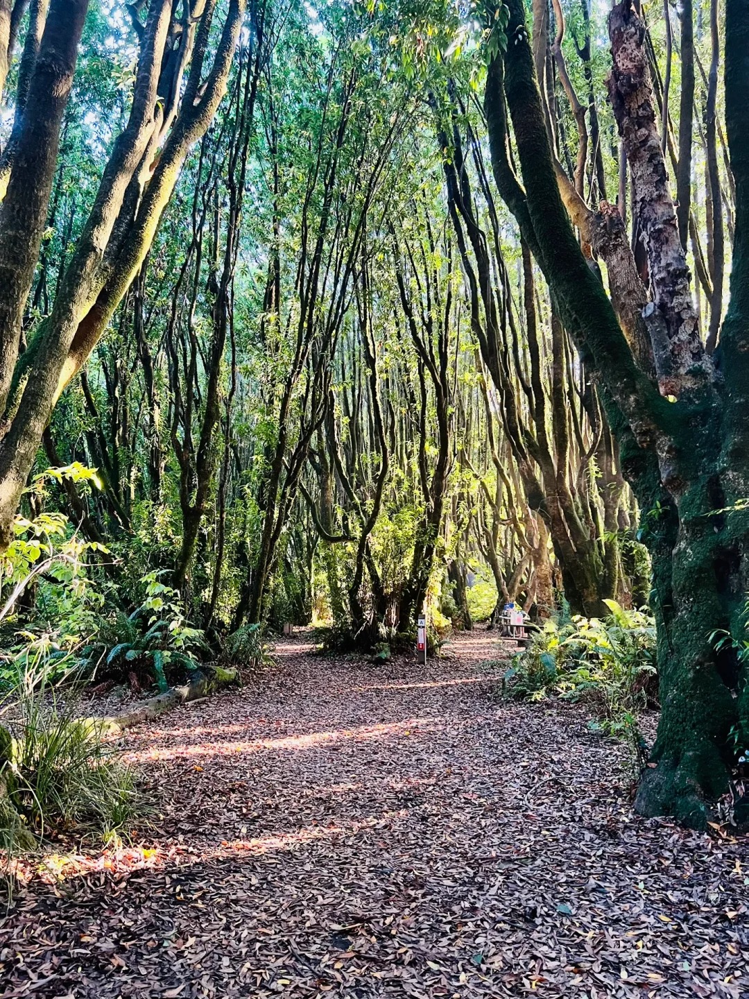 Gualala, a three-hour fairy camp in the north of the Bay Area