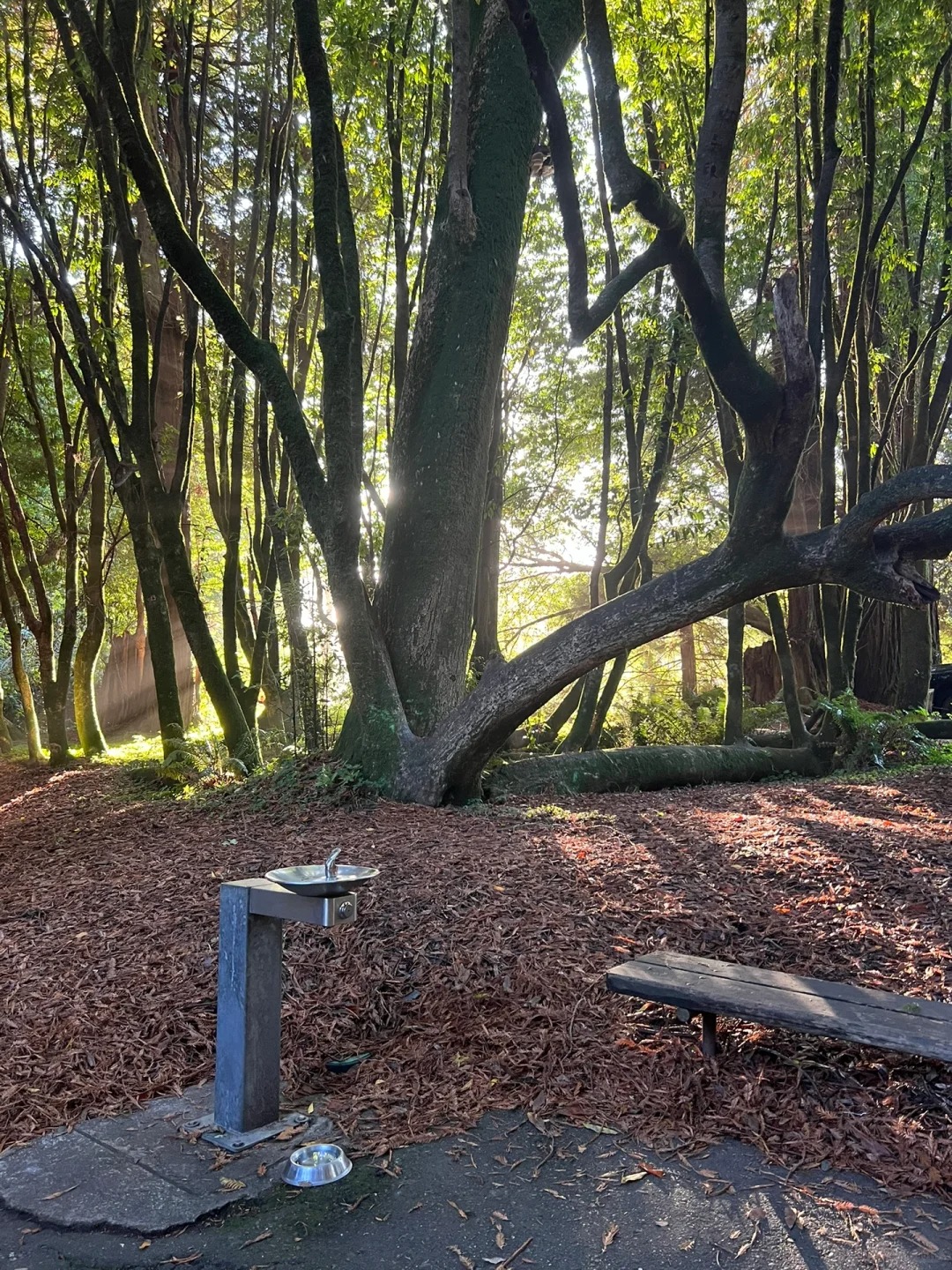 Gualala, a three-hour fairy camp in the north of the Bay Area