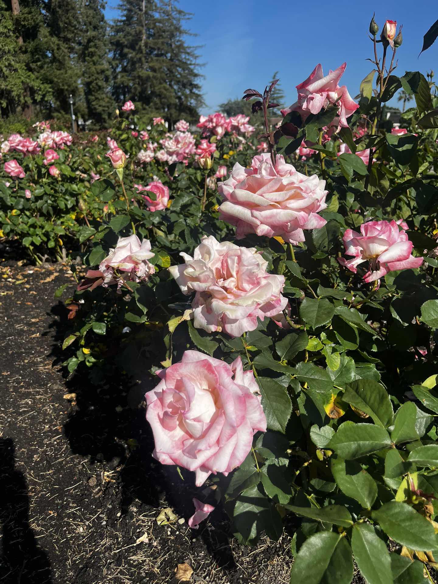 Rose Garden