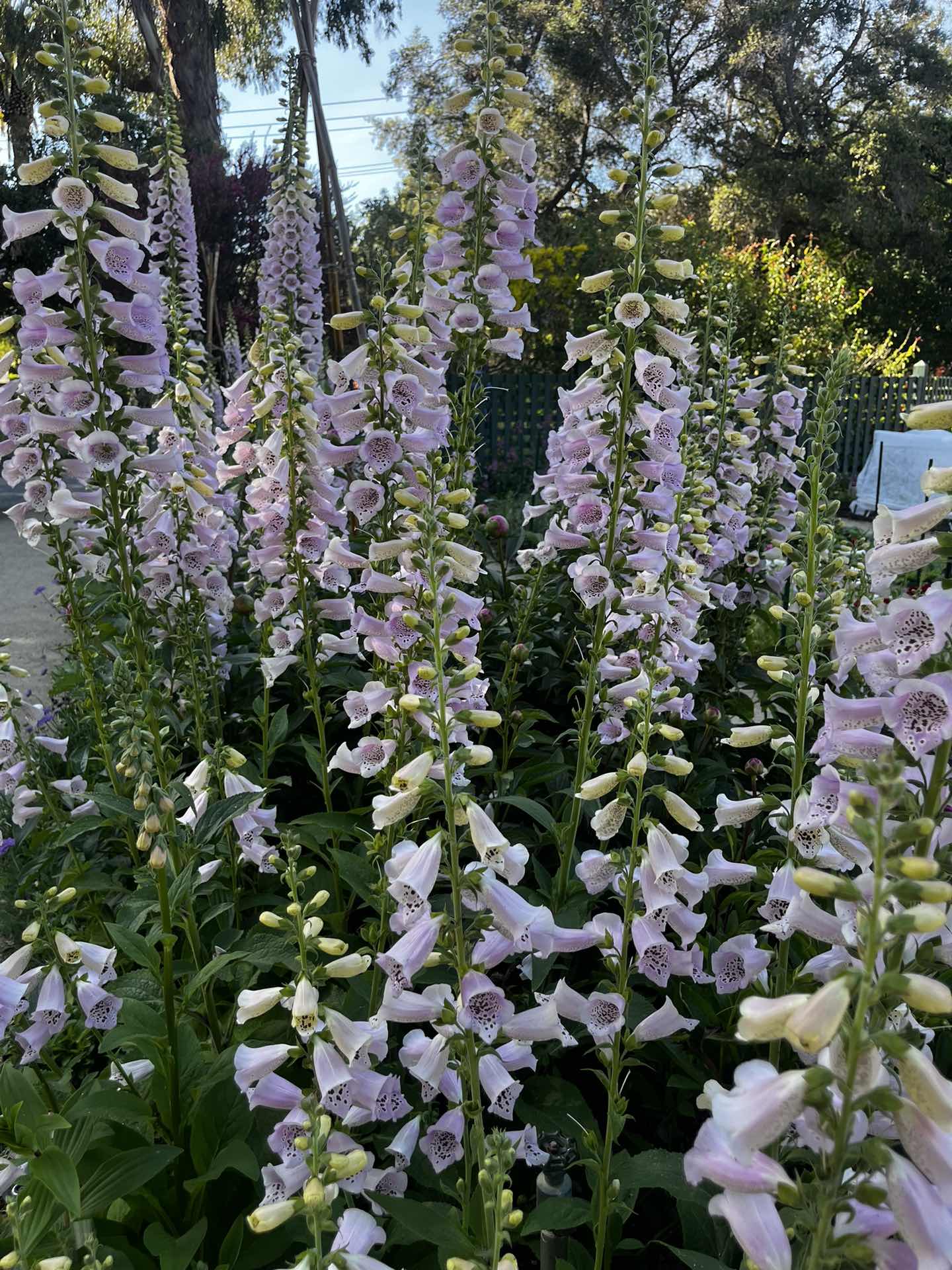 Gamble Garden