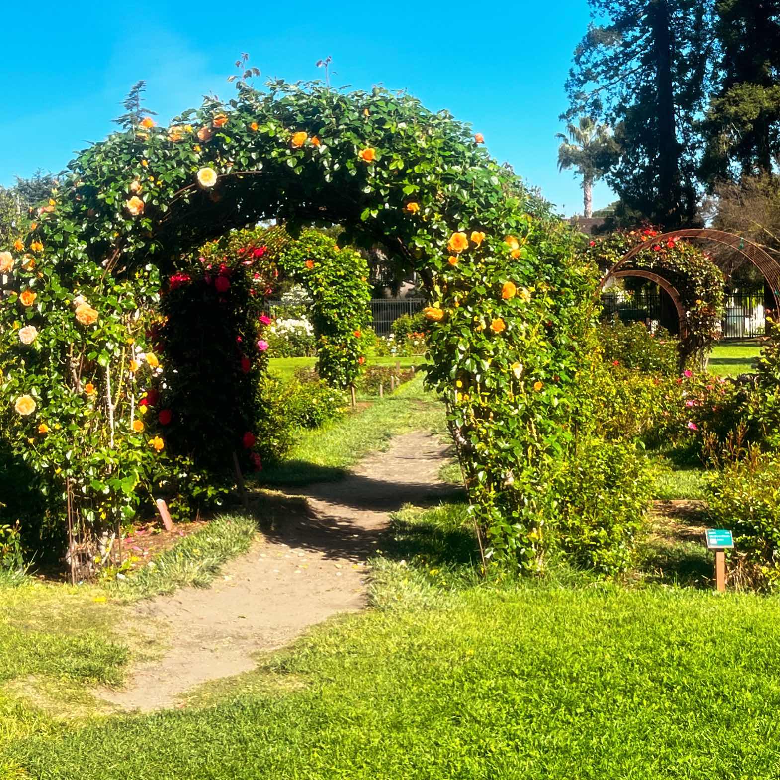 Rose Garden