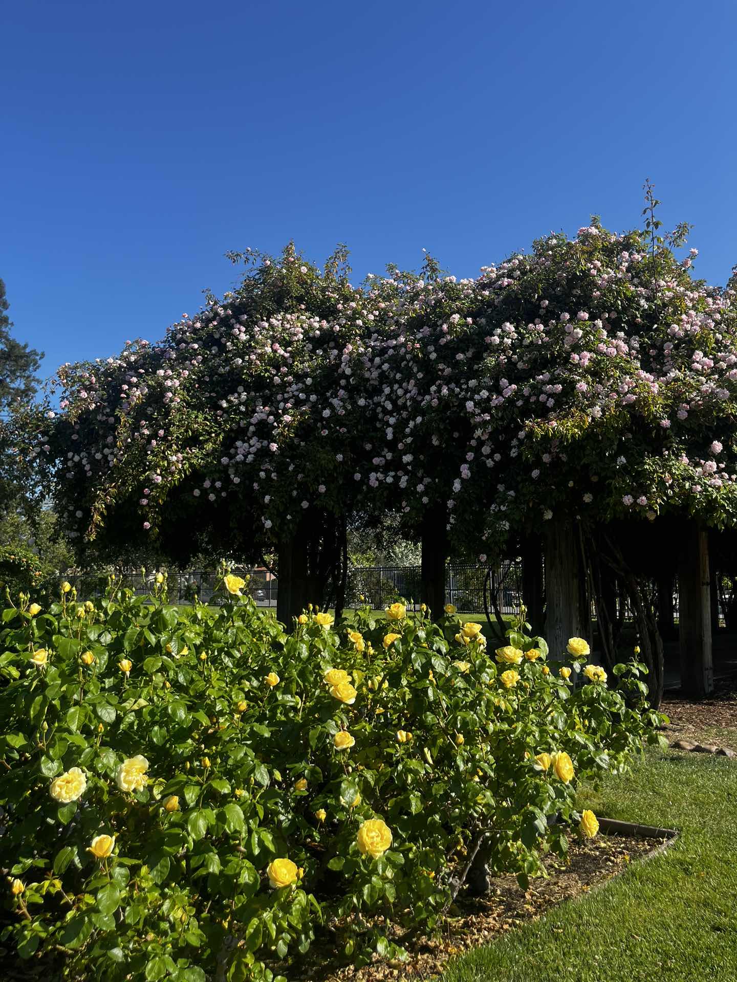 Rose Garden