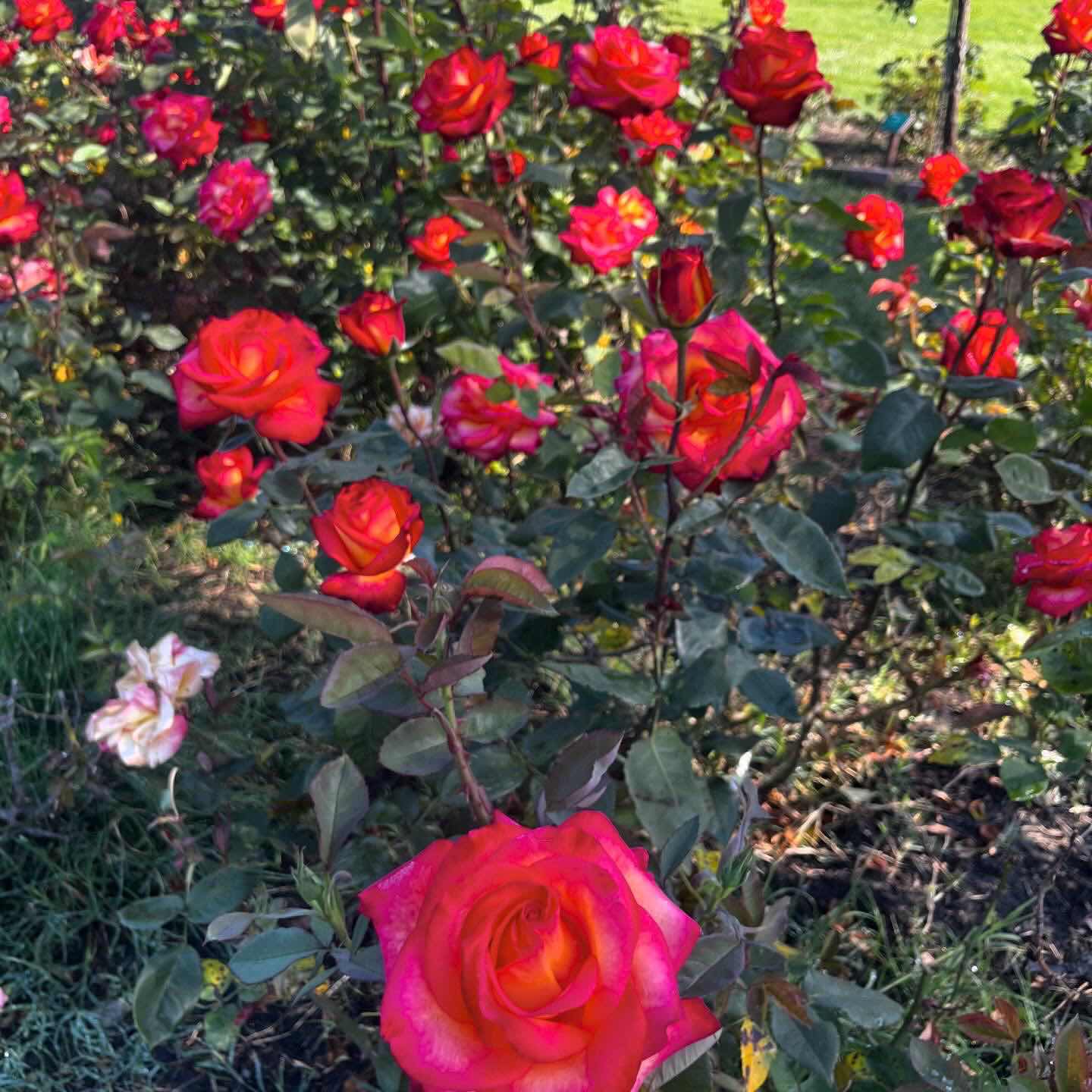 Rose Garden