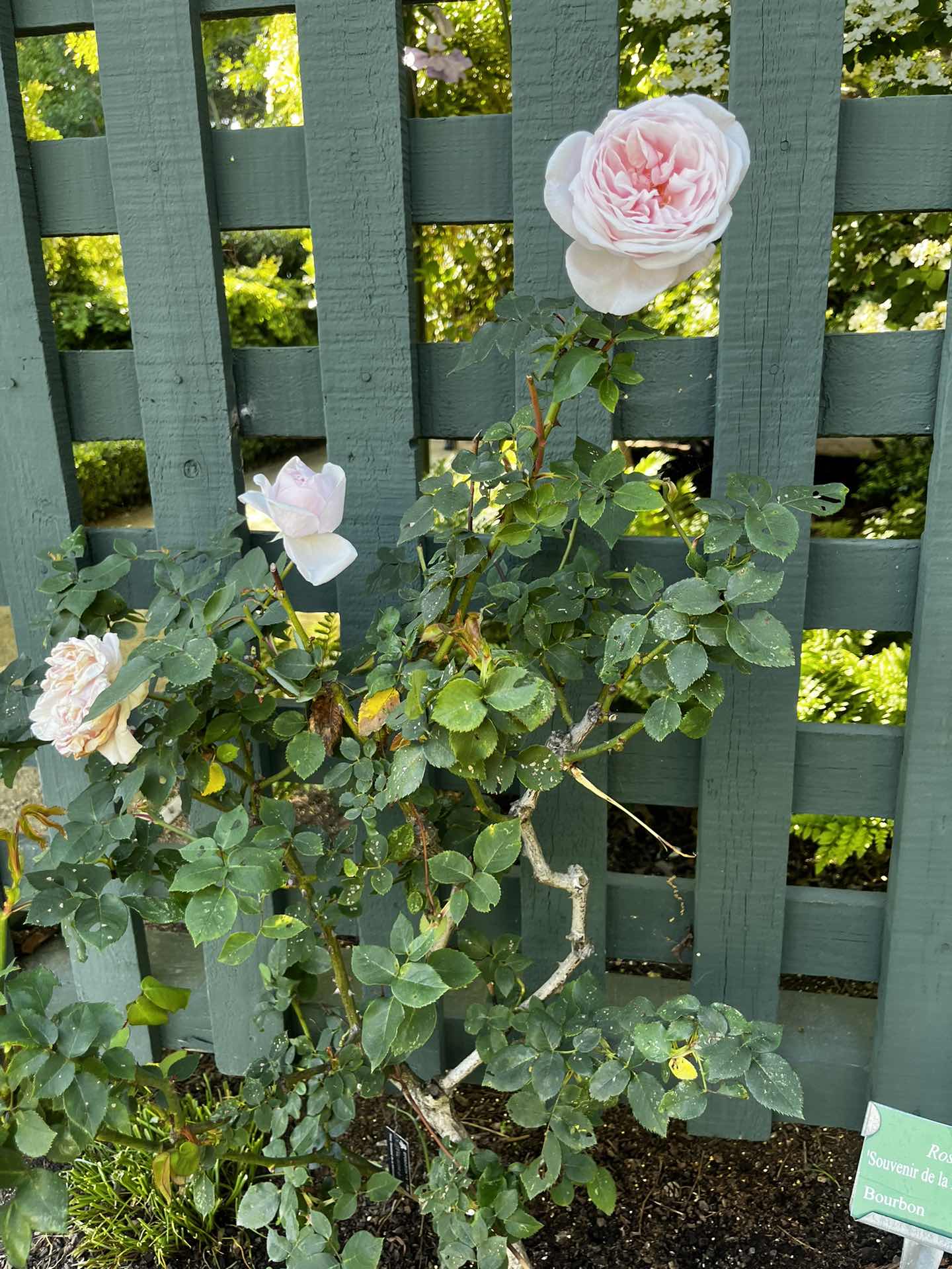 Gamble Garden