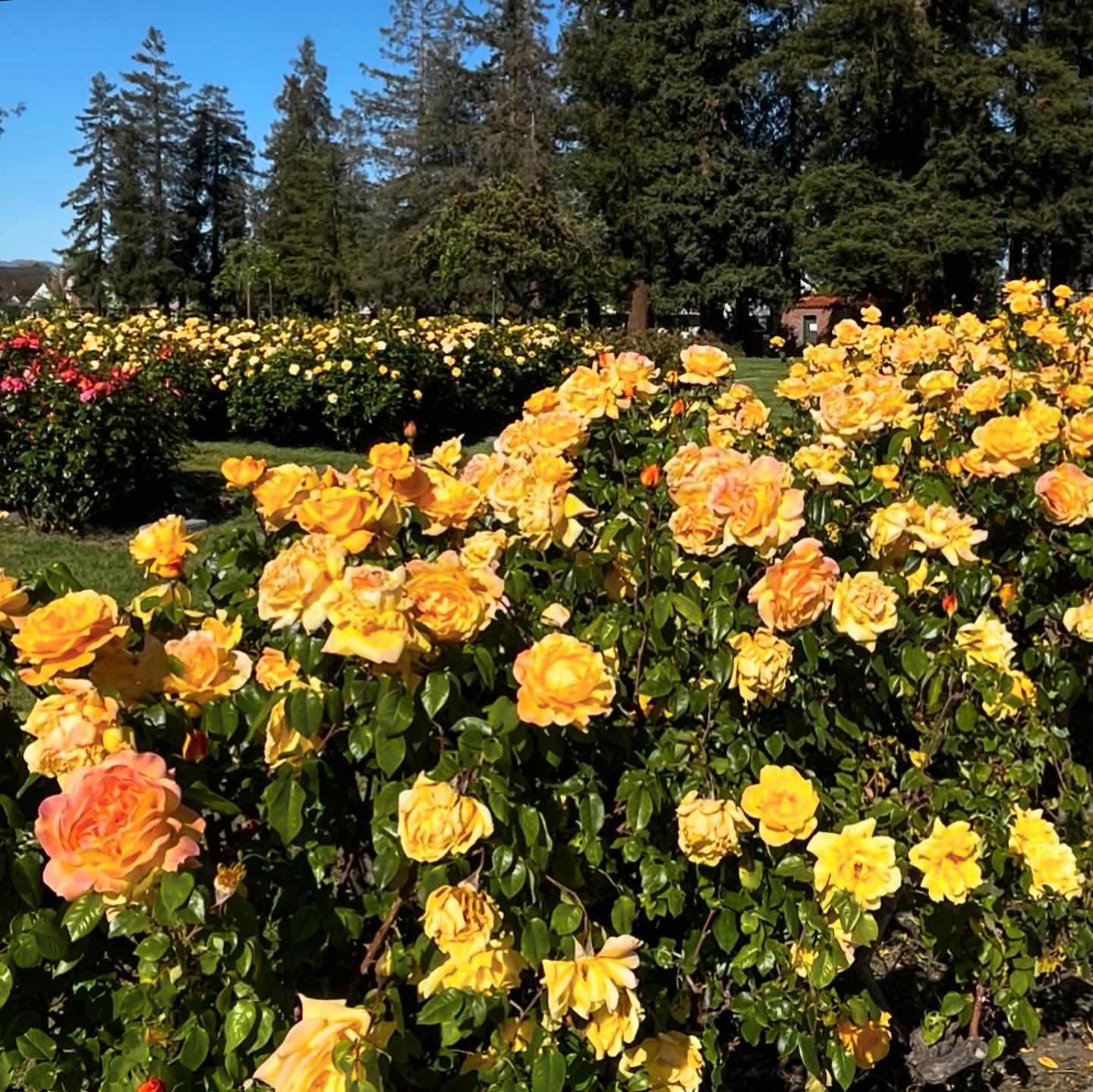 Rose Garden
