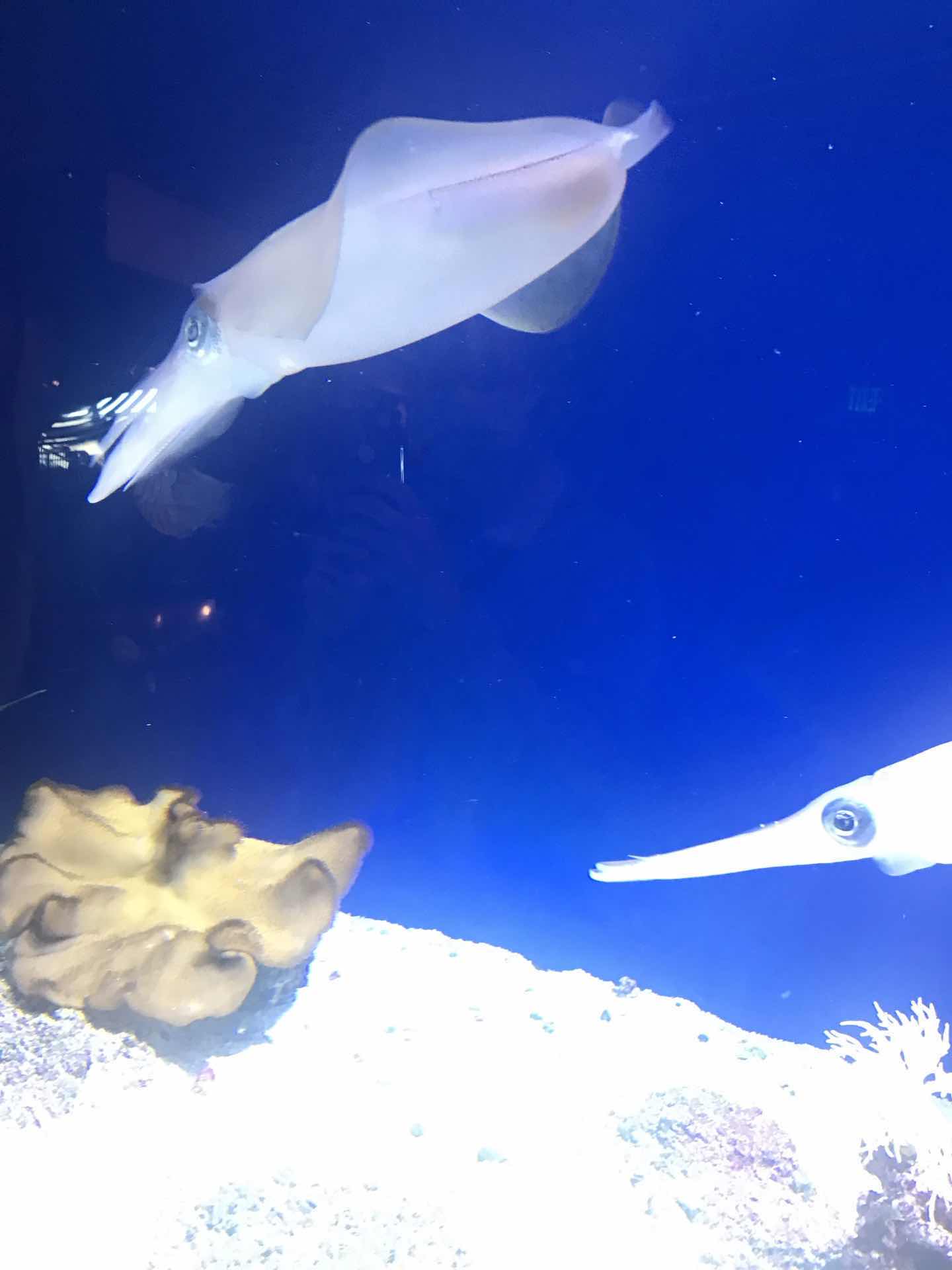 Monterey Bay Aquarium 
