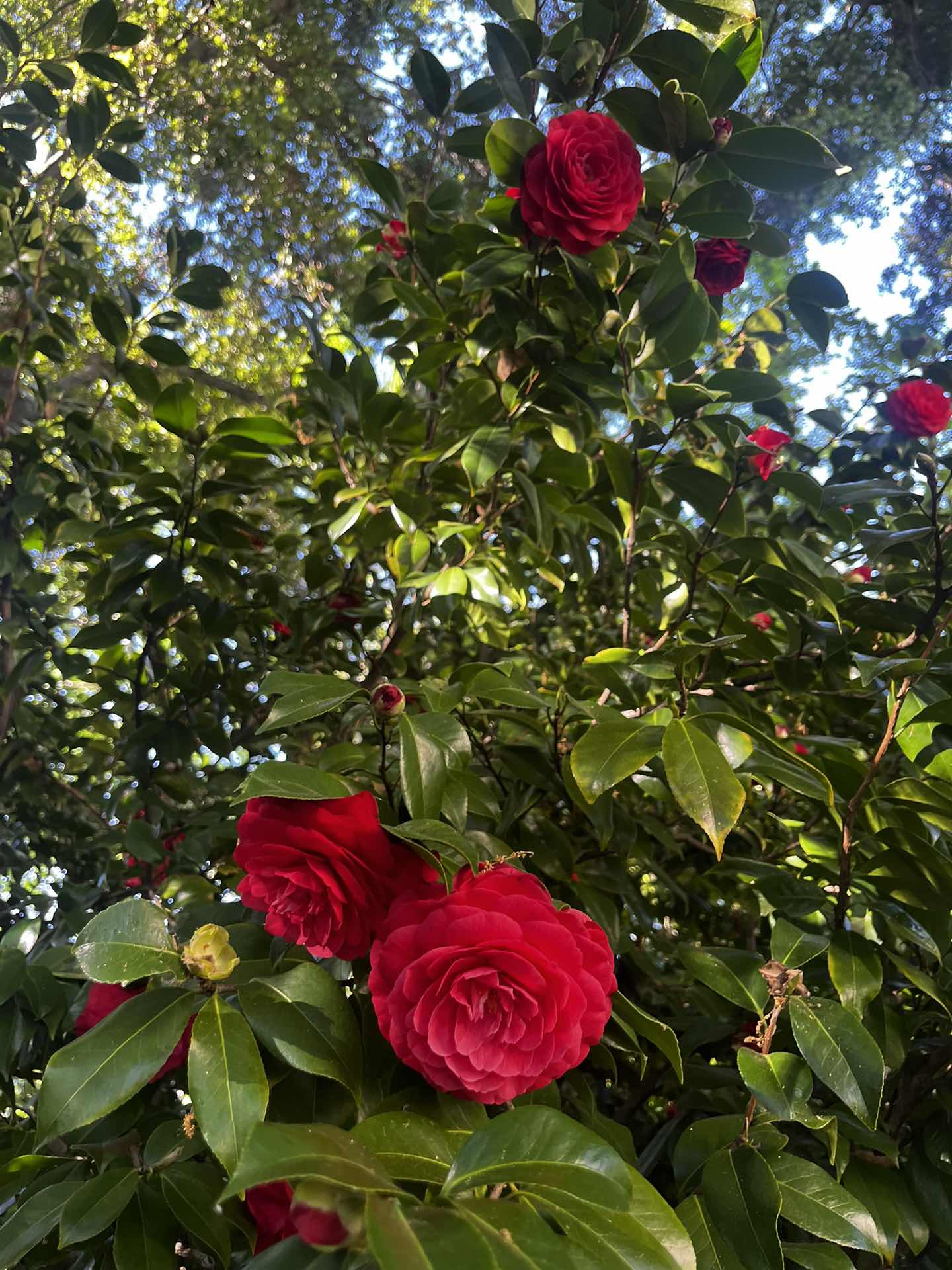 Gamble Garden
