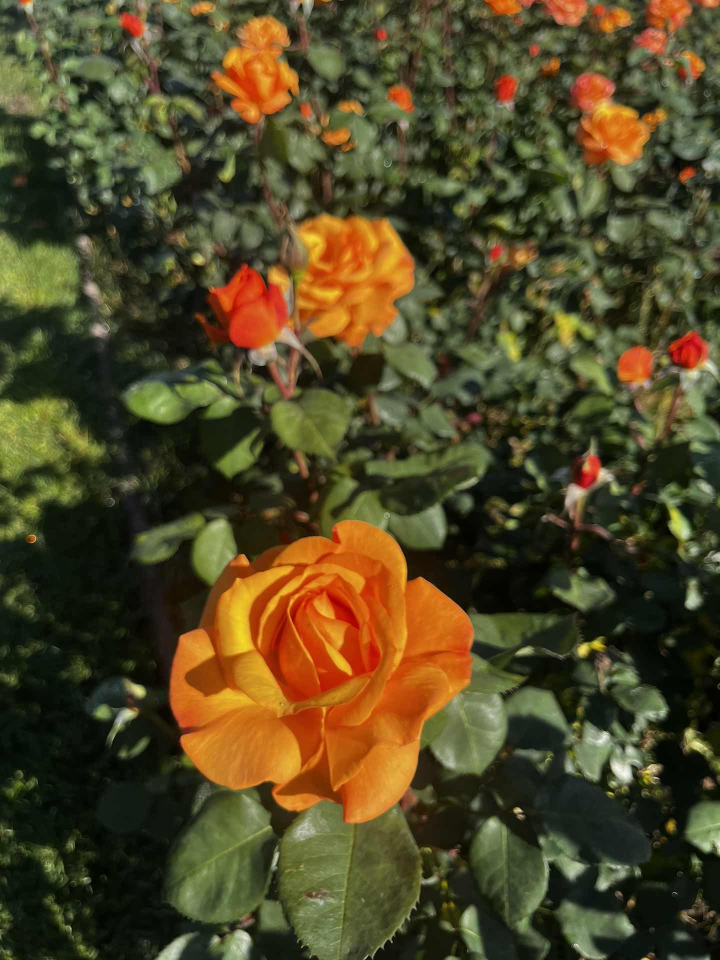 Rose Garden