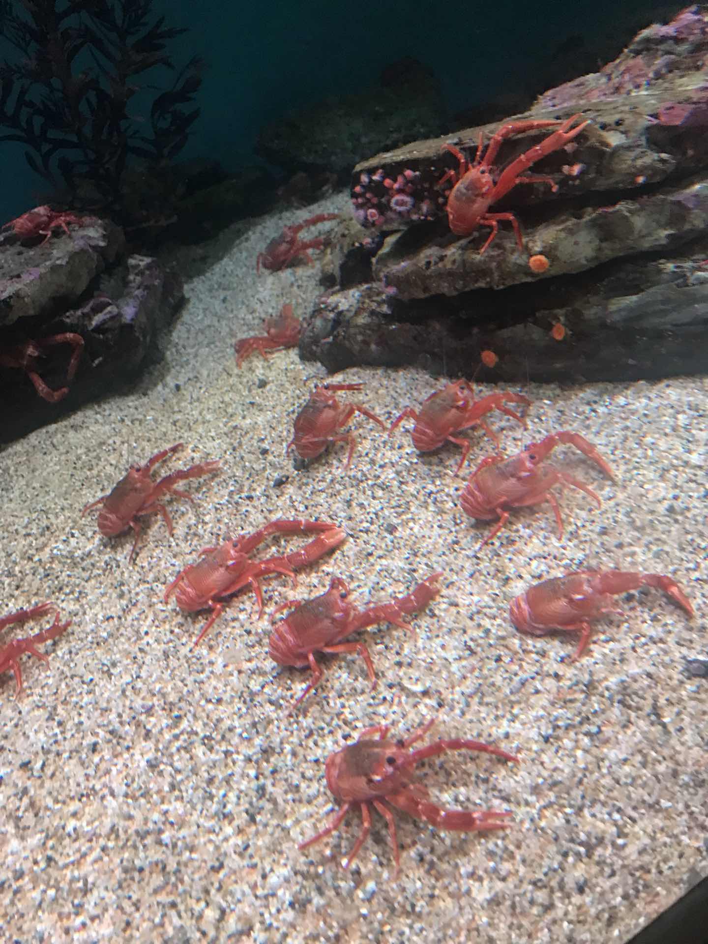 Monterey Bay Aquarium 