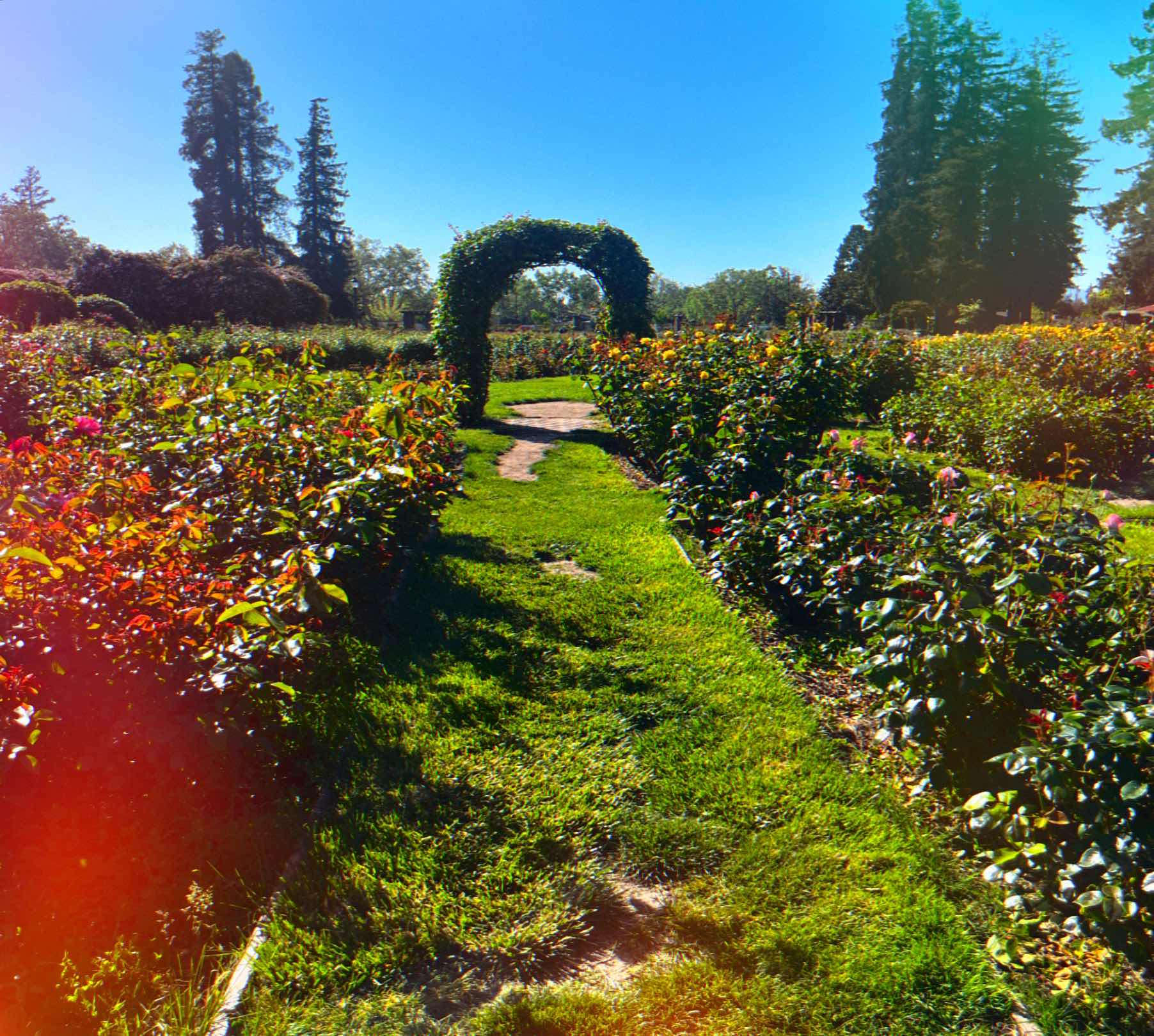Rose Garden