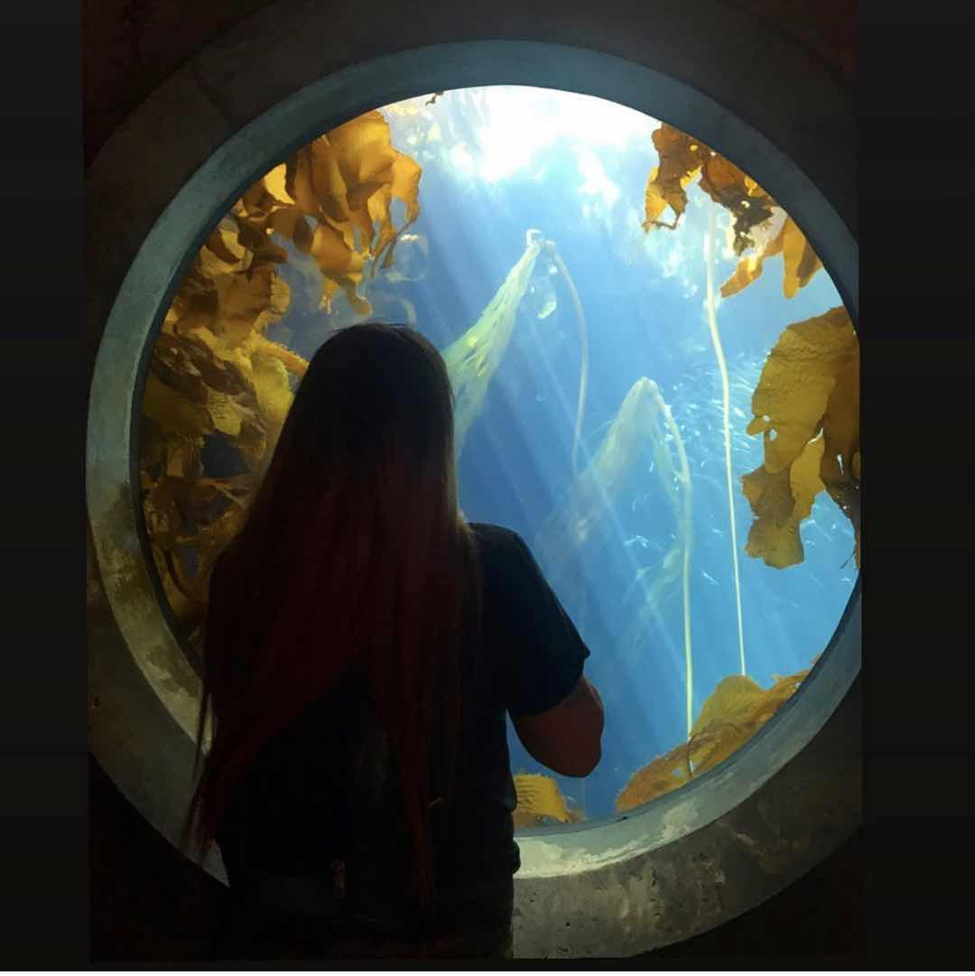 Monterey Bay Aquarium 