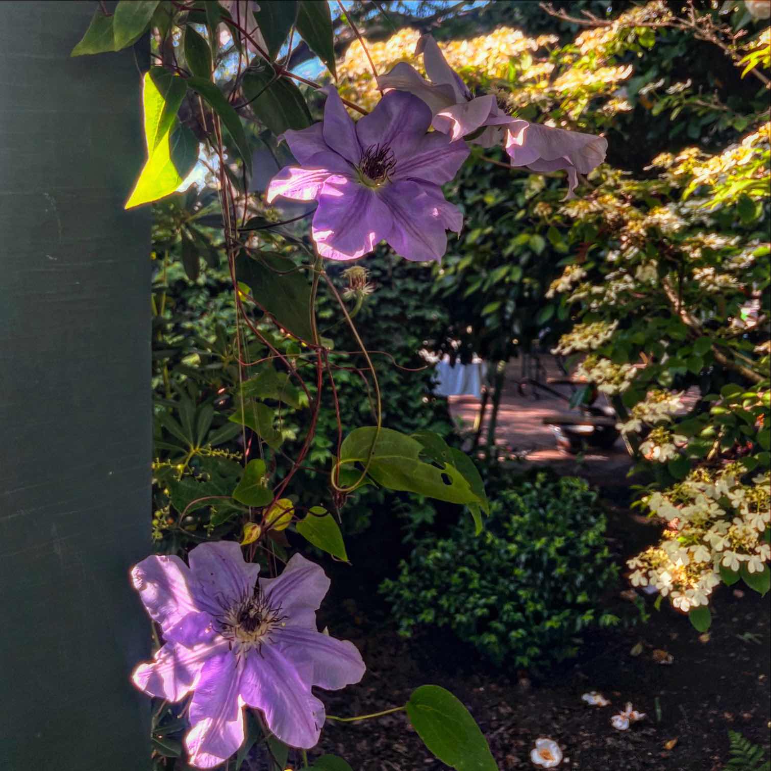 Gamble Garden
