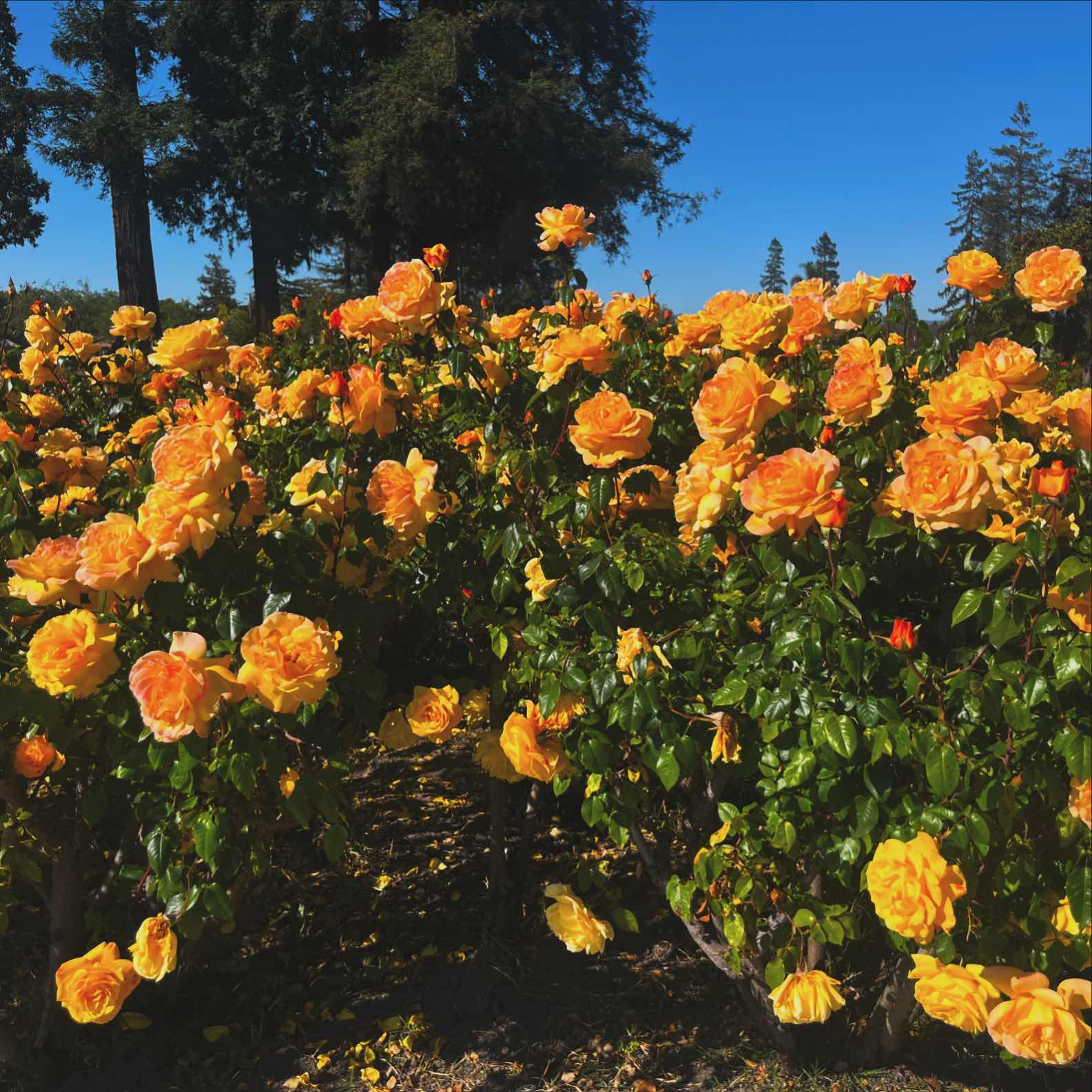 Rose Garden