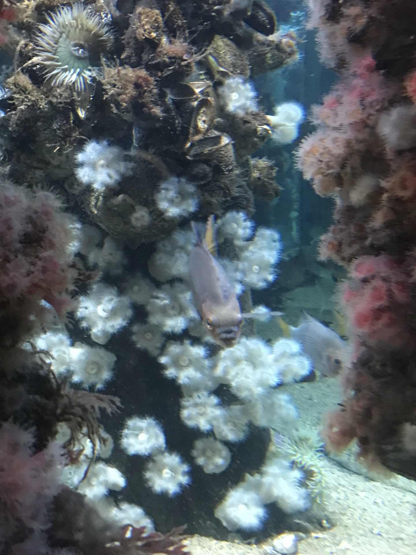 Monterey Bay Aquarium 